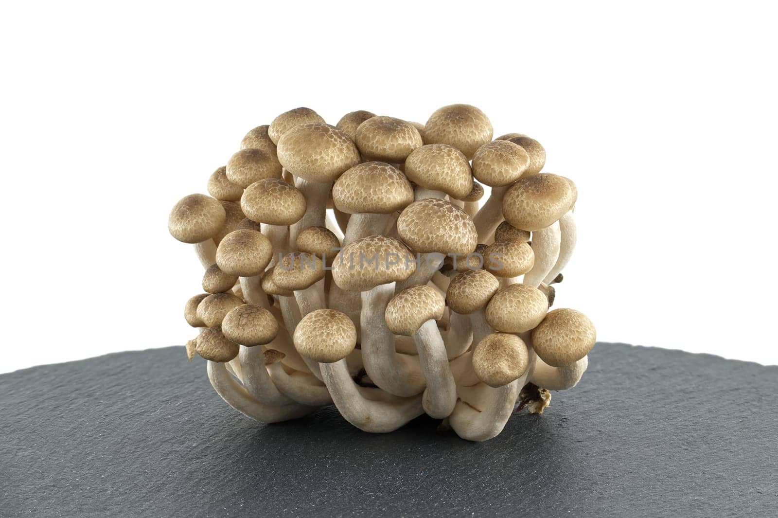 Brown beech mushrooms arranged on black stone plate over white background, Shimeji (Hypsizygus tessellatus) mushrooms
