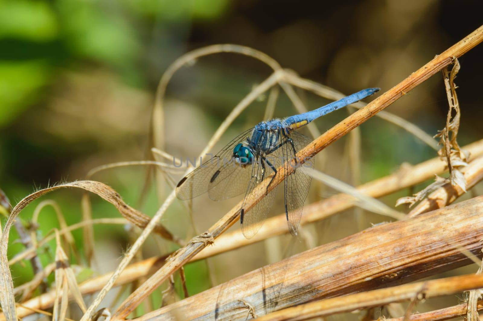 Blue Dasher dragonfly, Pachydiplax longipennis, in an arroyo Tijuana, Baja California in 2024. Lateral view.