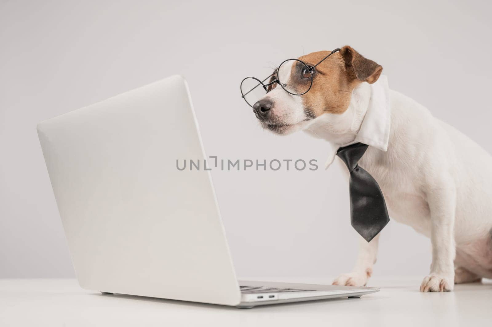 Jack Russell Terrier dog in a tie working on a laptop on a white background. by mrwed54