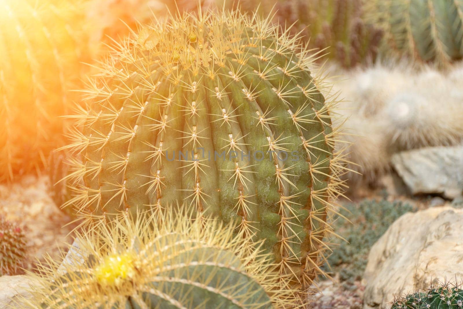 thorn cactus texture background. Golden barrel cactus, golden ball or mother-in-law's cushion Echinocactus grusonii is a species of barrel cactus which is endemic to east-central Mexico.