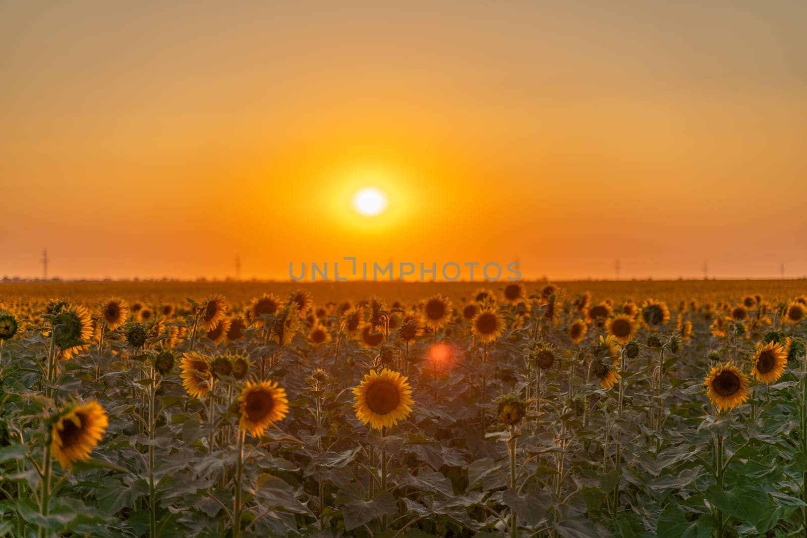 Field sunflowers in the warm light of the setting sun. Summer time. Concept agriculture oil production growing