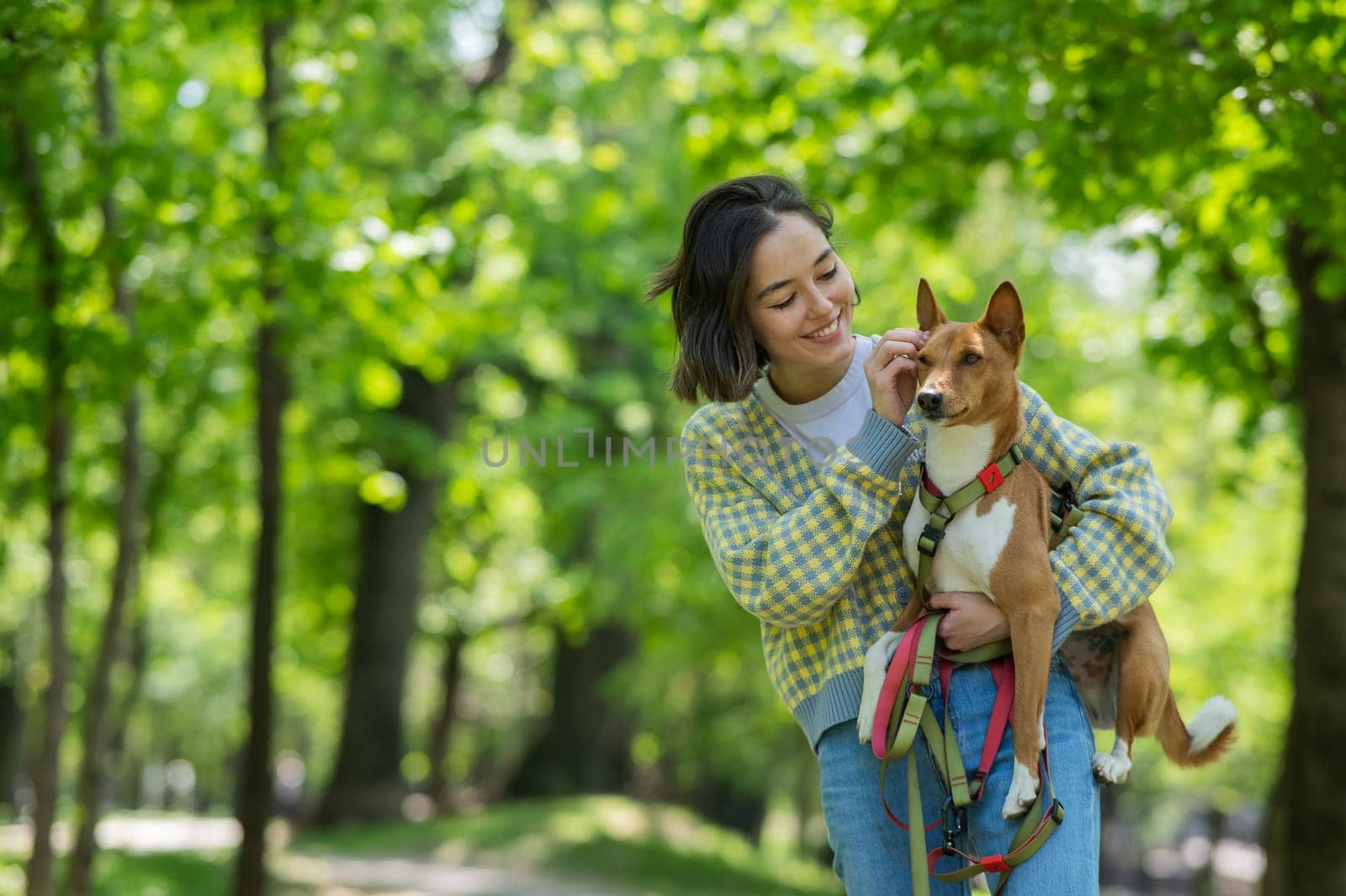 A young beautiful woman holds a dog in her arms for a walk. non-barking african basenji dog. by mrwed54