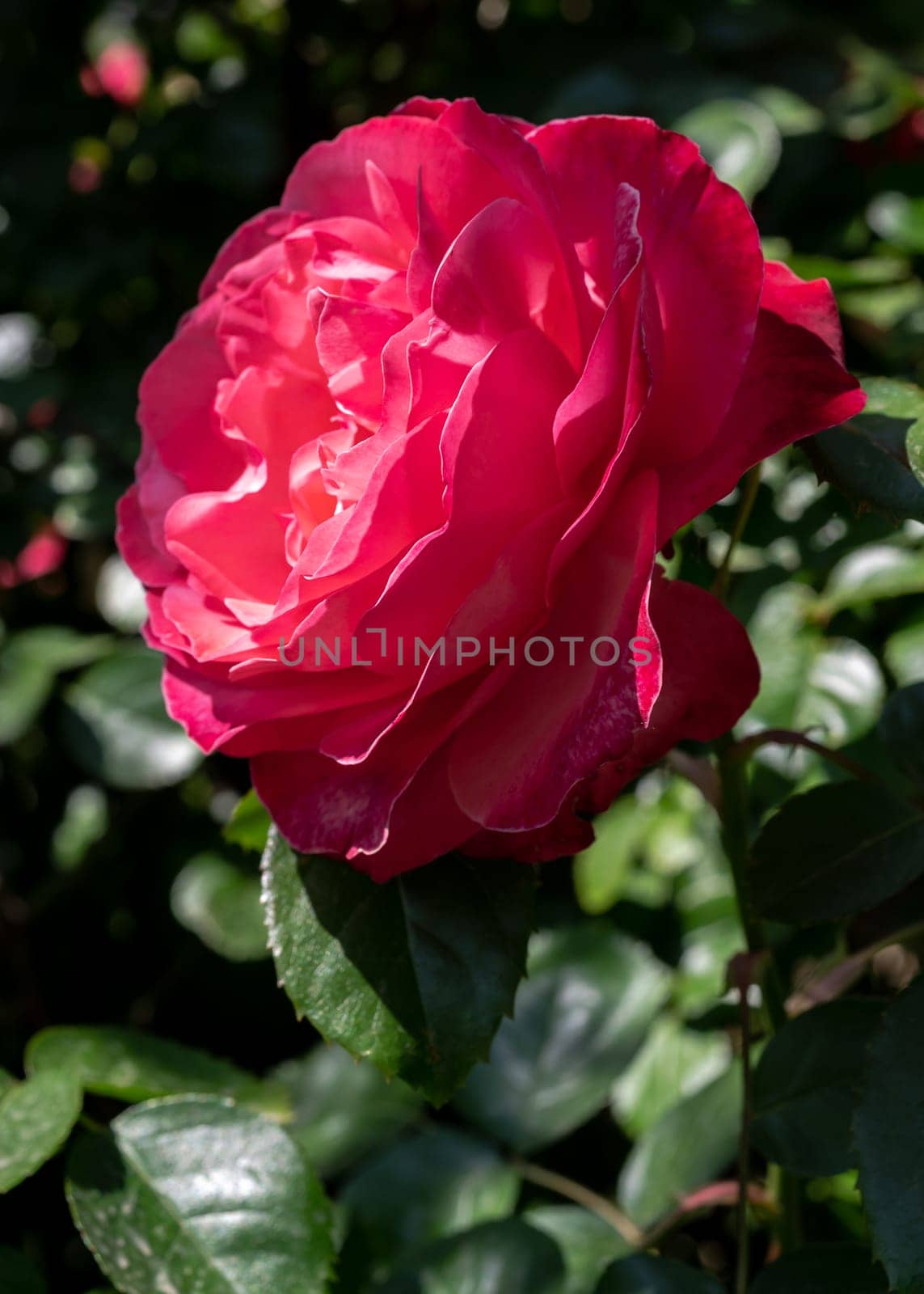 Blooming red rose on a green leaves background by Multipedia