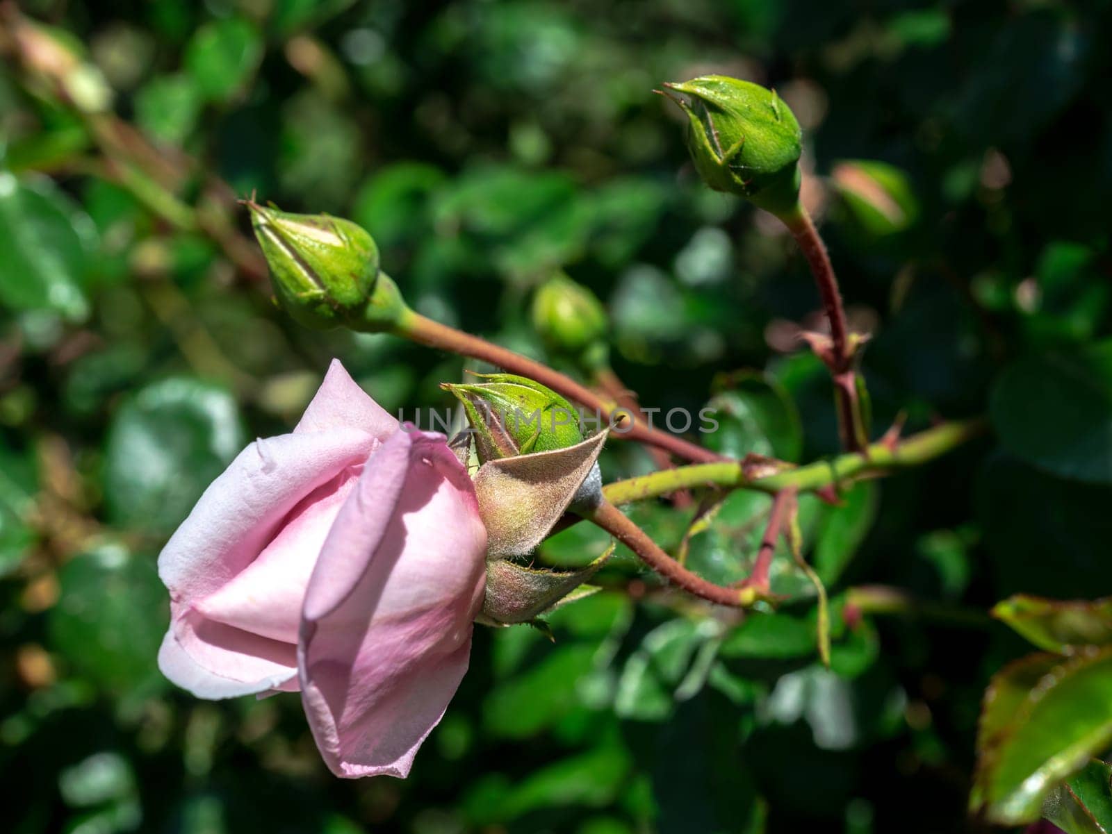 Blooming pink rose on a green leaves background by Multipedia