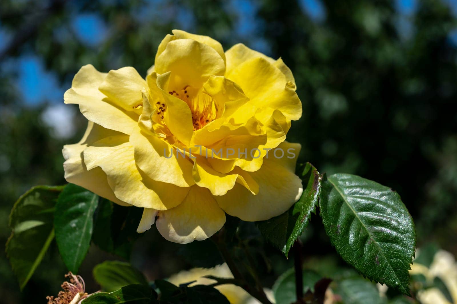 Blooming yellow rose on a green leaves background by Multipedia