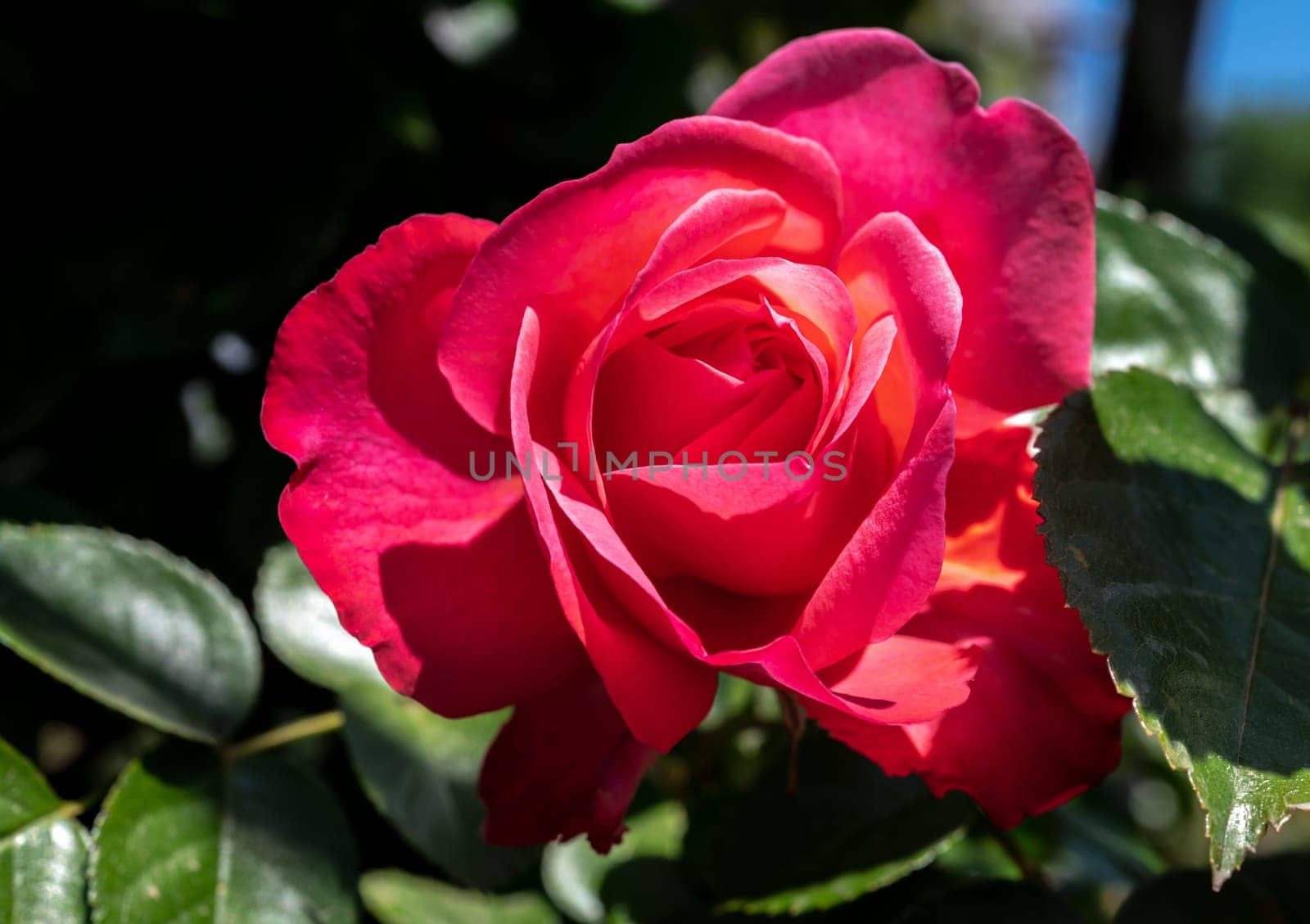 Beautiful Blooming red rose in a garden on a green leaves background