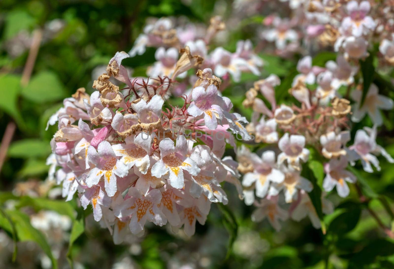 Blooming white beauty bush in a garden by Multipedia