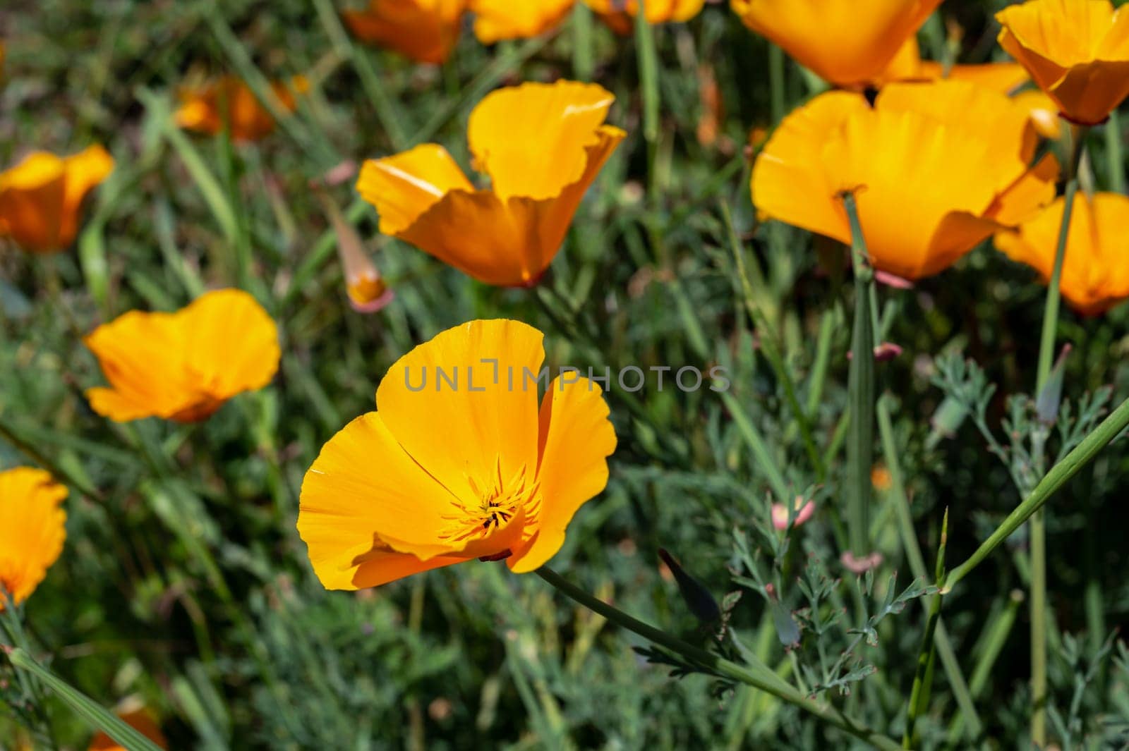 Clearing with orange field poppy flowers in green grass on a sunny day