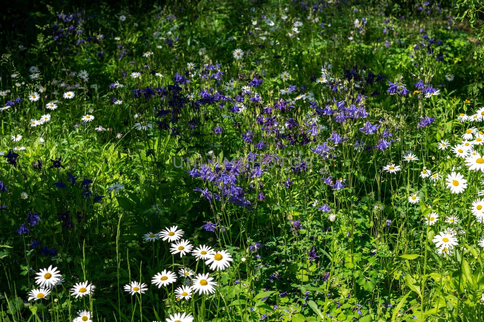 Blooming white chamomile in a green grass by Multipedia