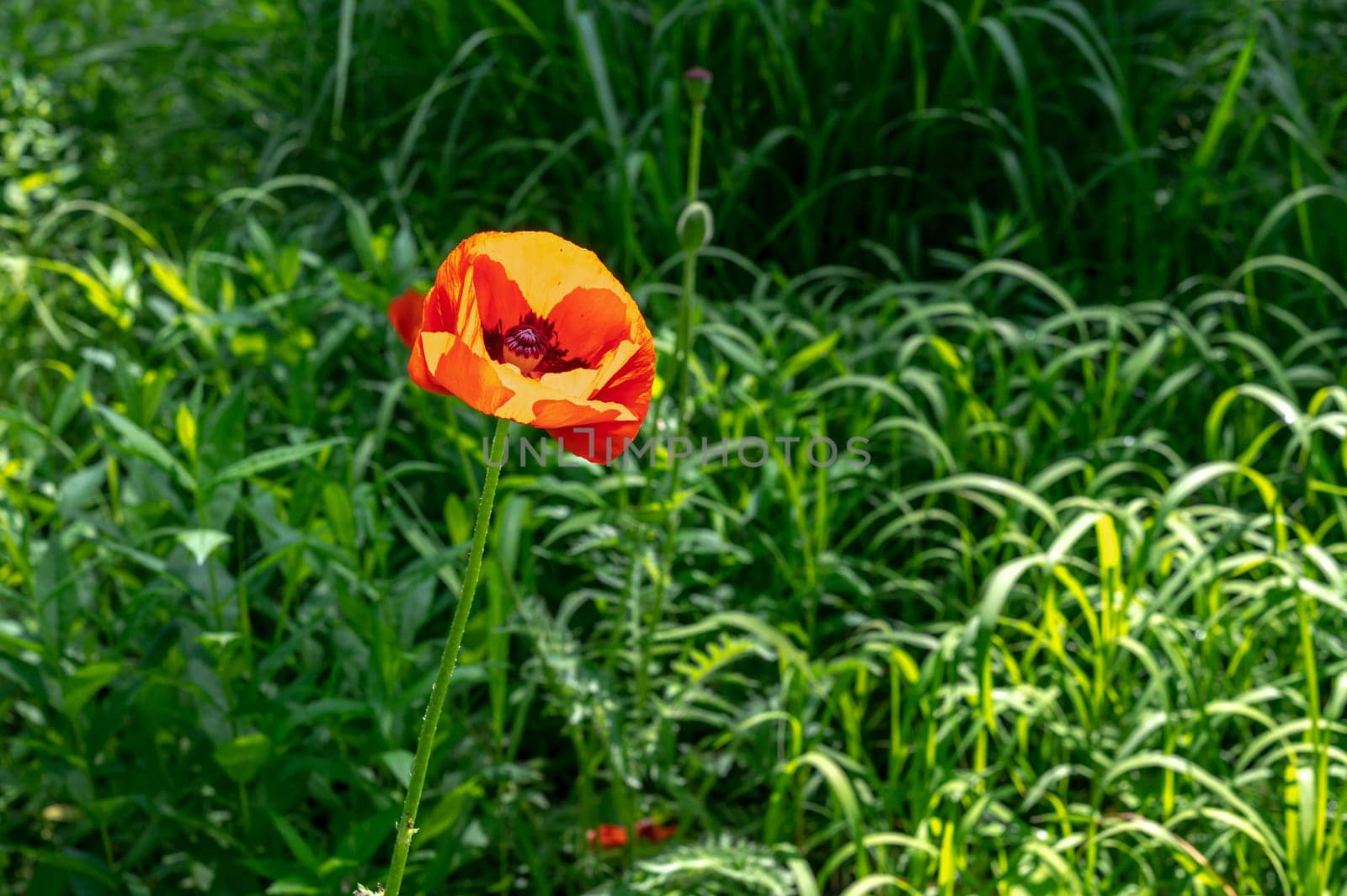Blooming poppy flower on a green leaves background by Multipedia