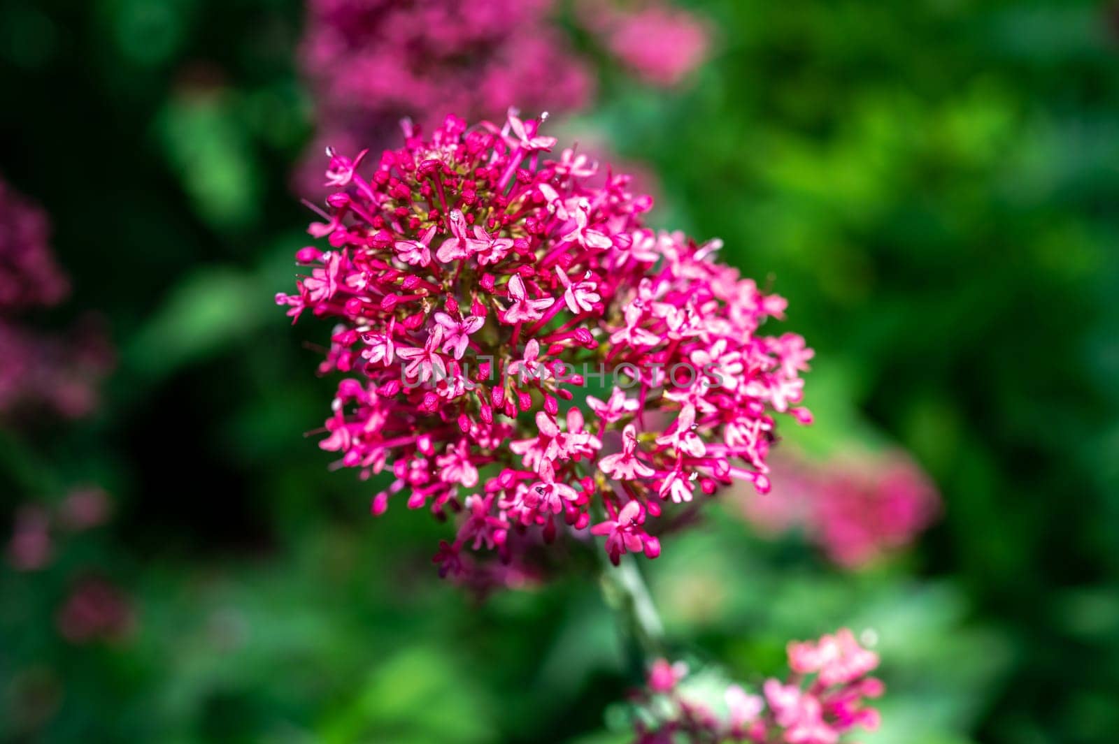 Blooming red valeriana flowers on a green leaves background by Multipedia