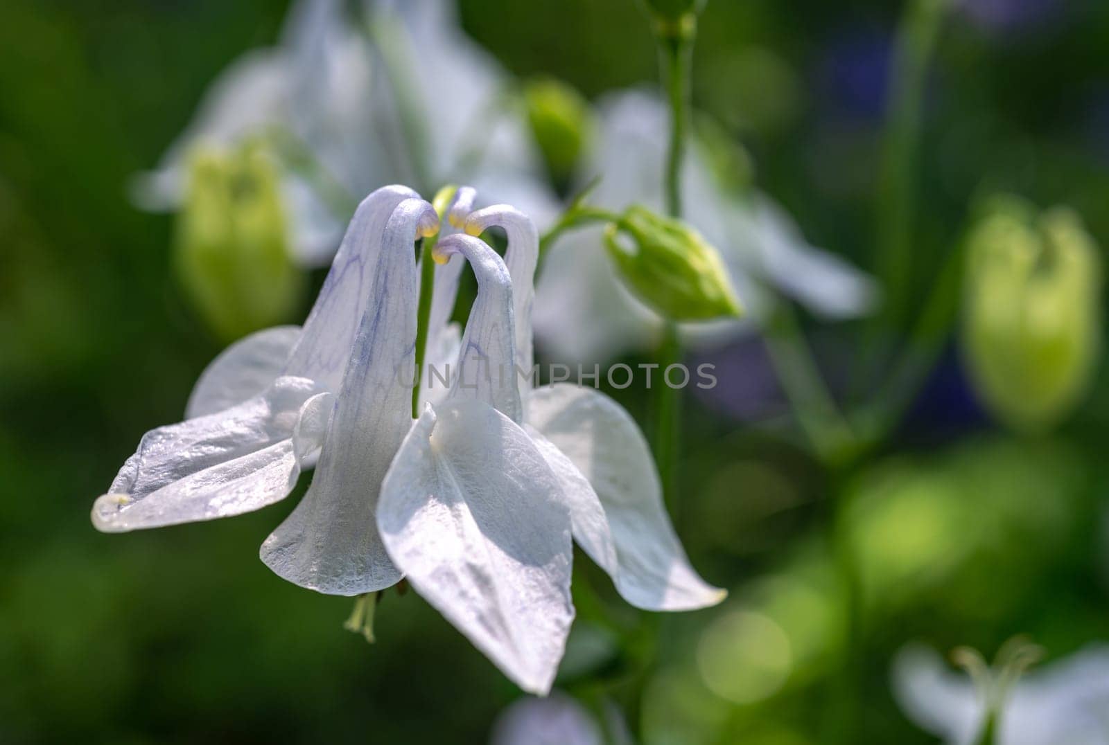 Beautiful Blooming white Aquilegia in a garden on a green leaves background