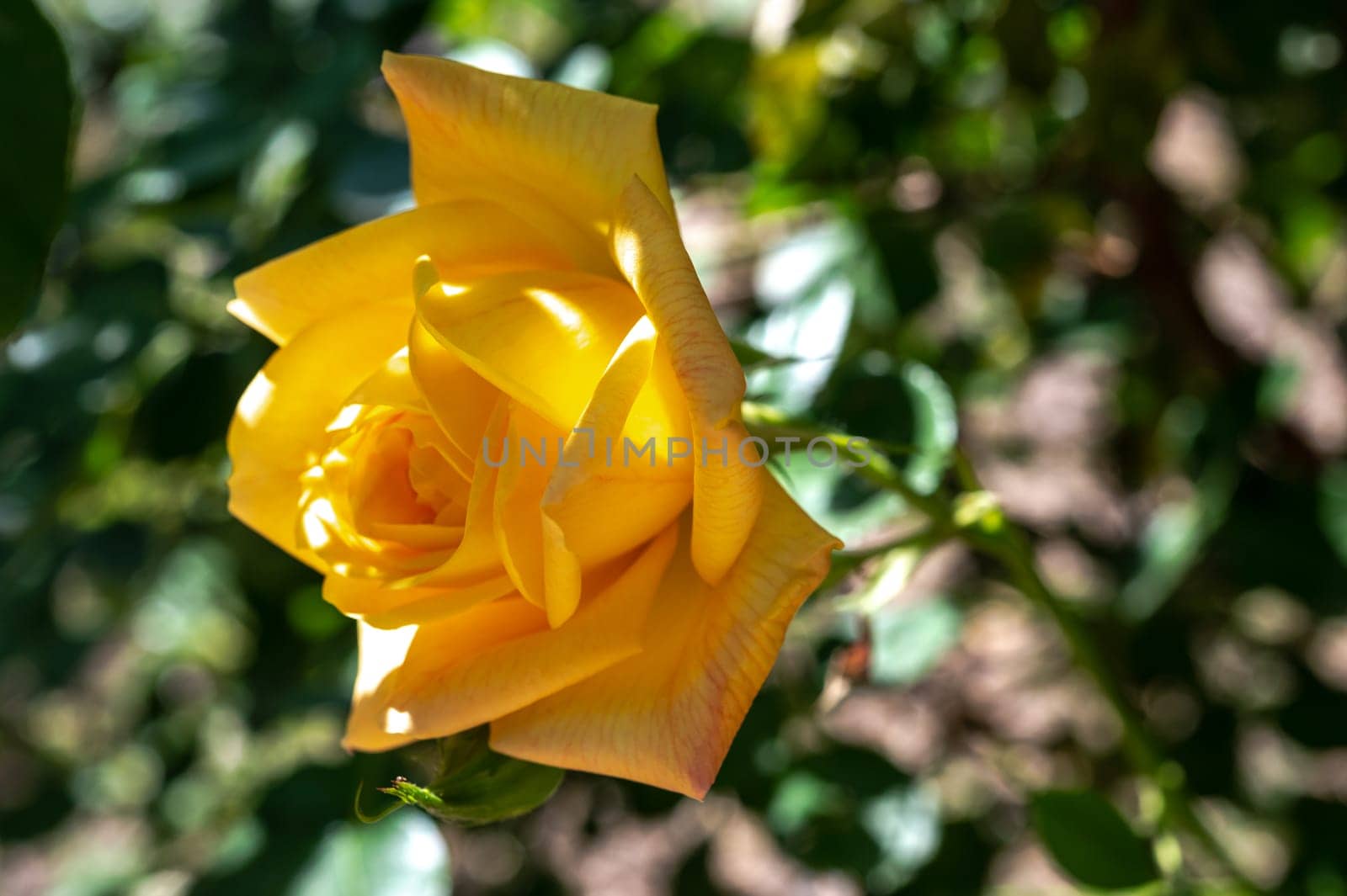 Beautiful Blooming yellow rose in a garden on a green leaves background