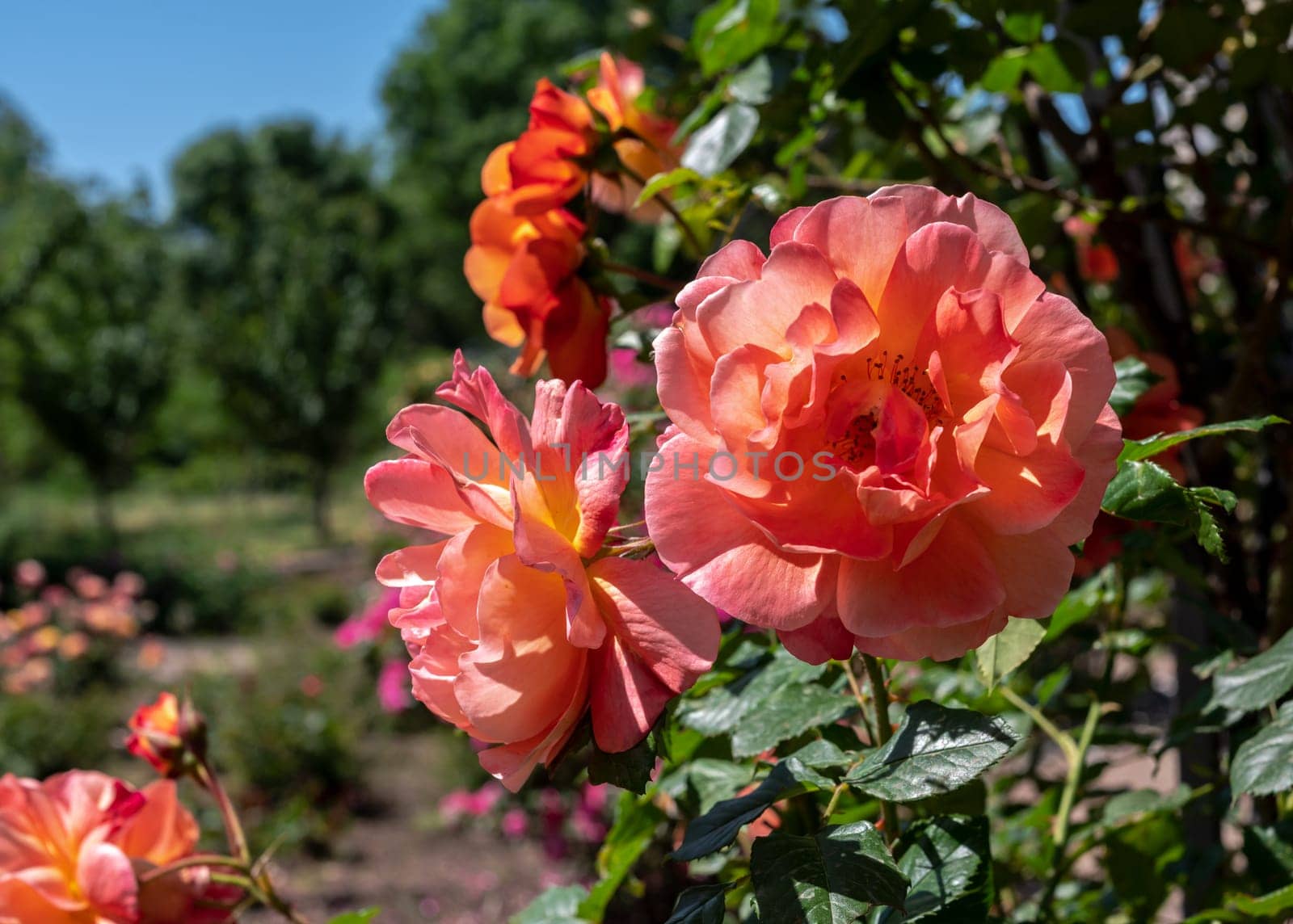 Blooming pink rose on a green leaves background by Multipedia