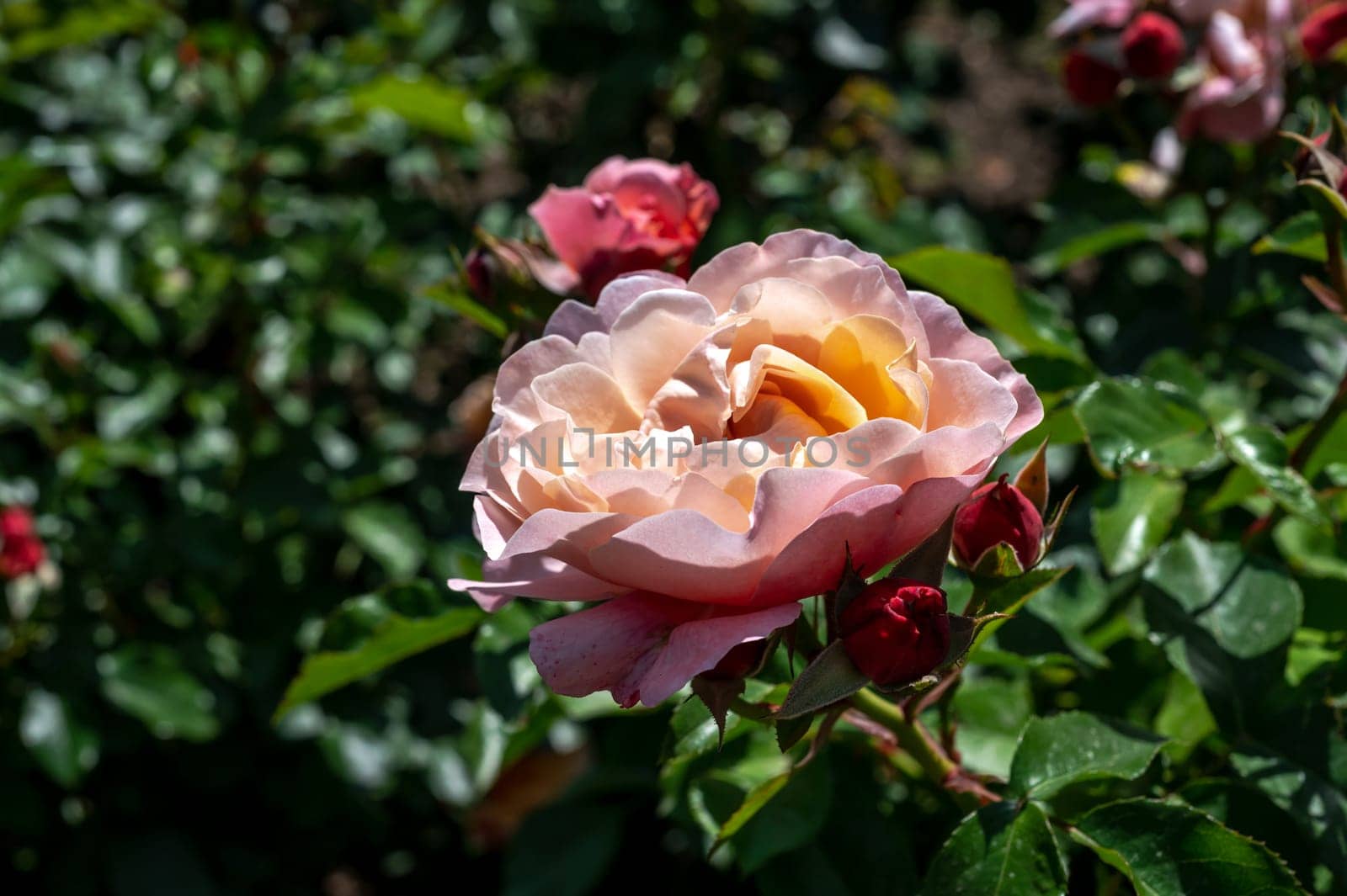 Beautiful Blooming pink rose in a garden on a green leaves background