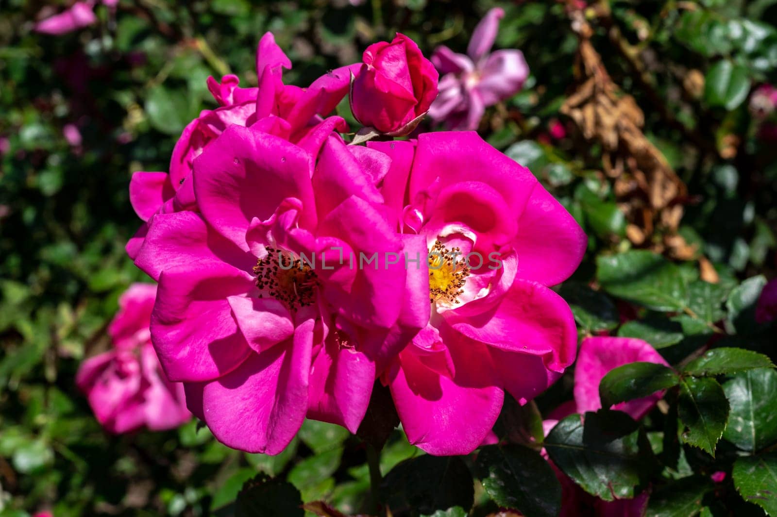 Blooming pink rose on a green leaves background by Multipedia