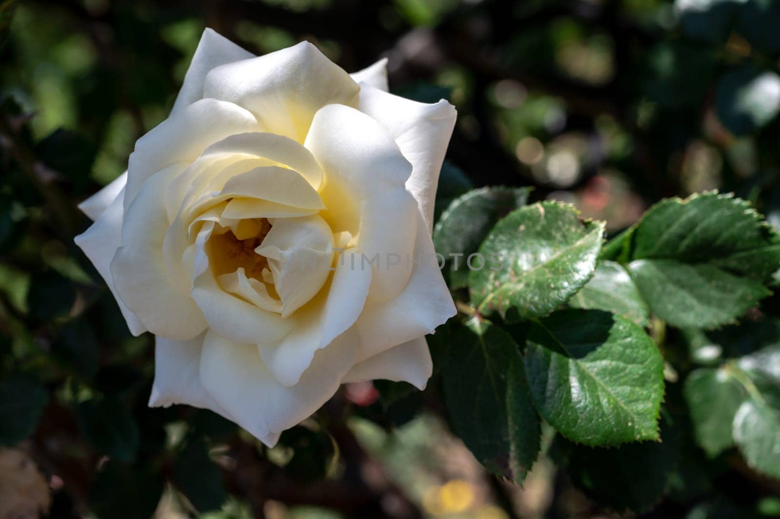 Beautiful Blooming white rose in a garden on a green leaves background