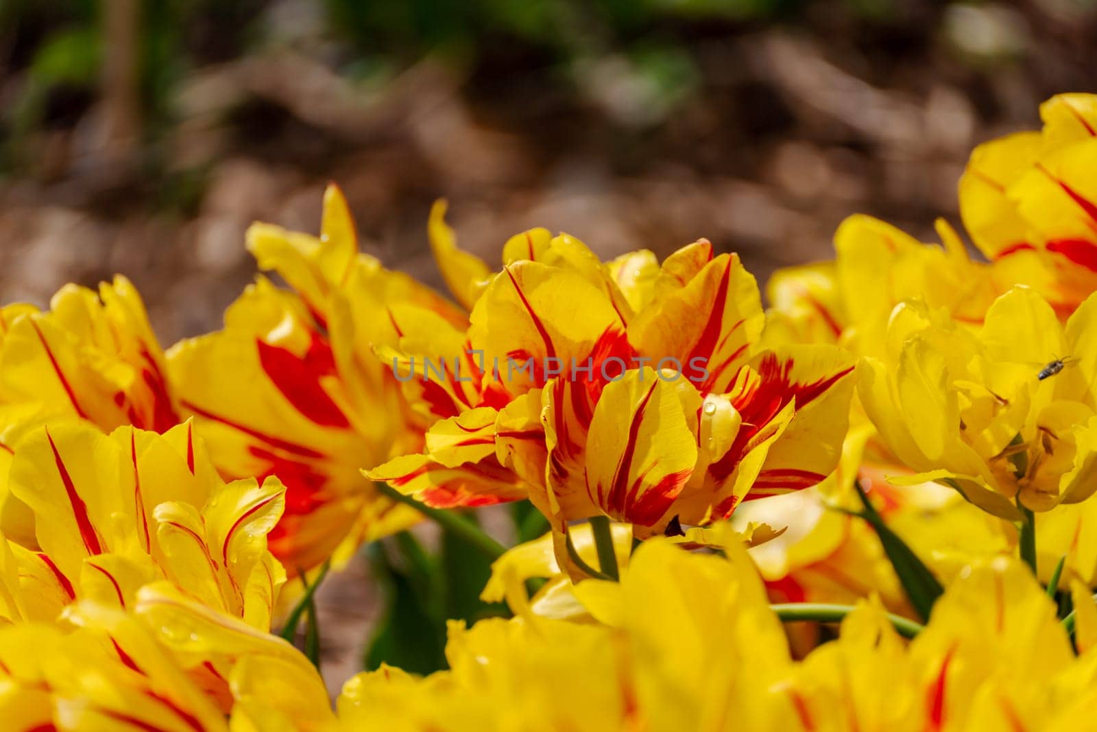 Yellow tulips spring blossoming , bokeh flower background, pastel and soft floral card, selective focus.