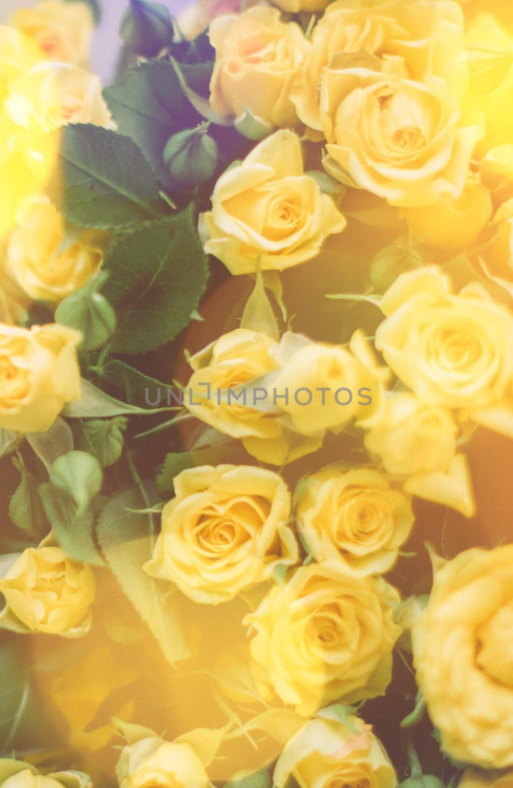 bouquet of yellow roses in sunlight - springtime, mother's day and holiday styled concept