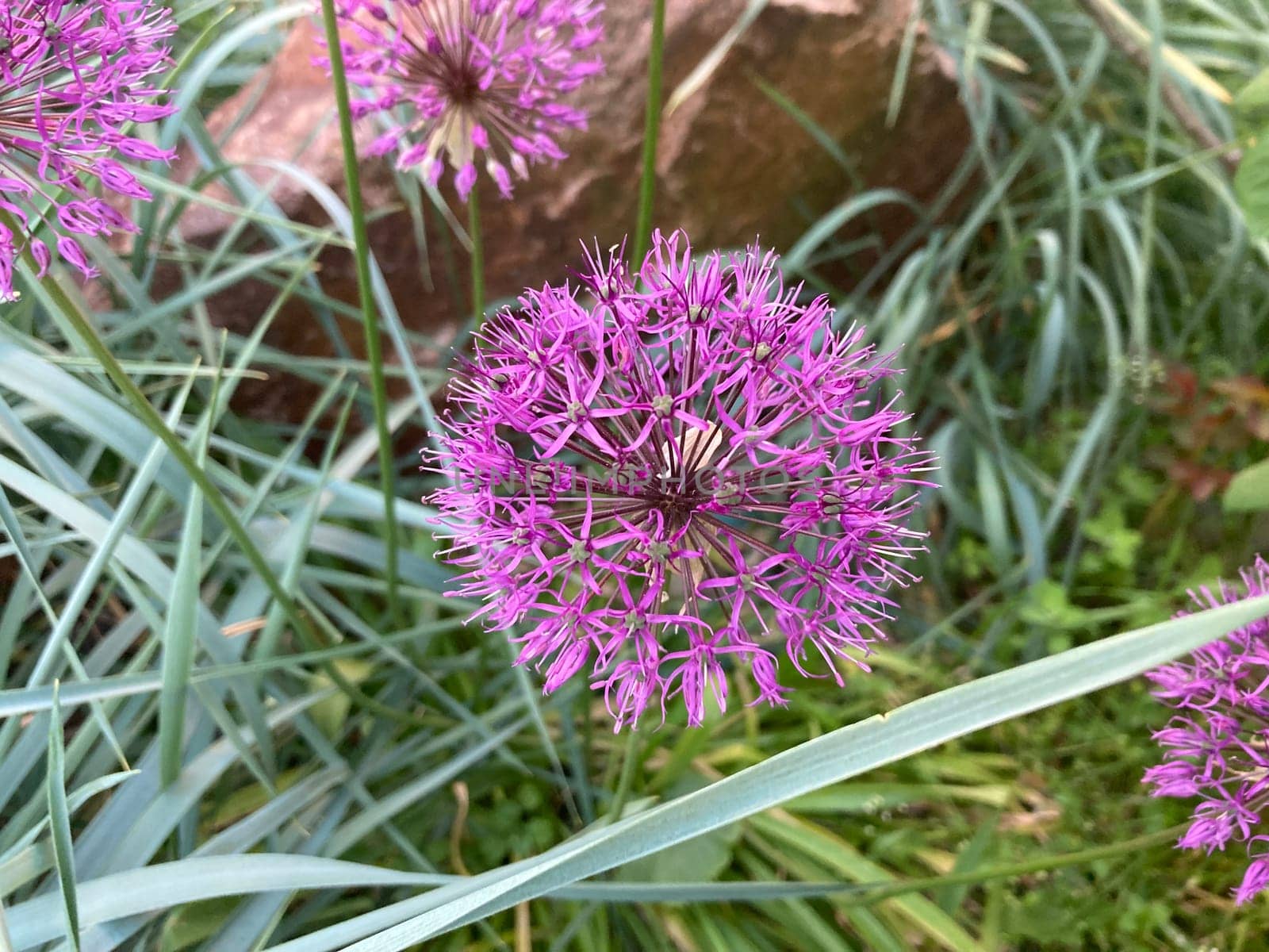 Summer flowers have bloomed in a the garden