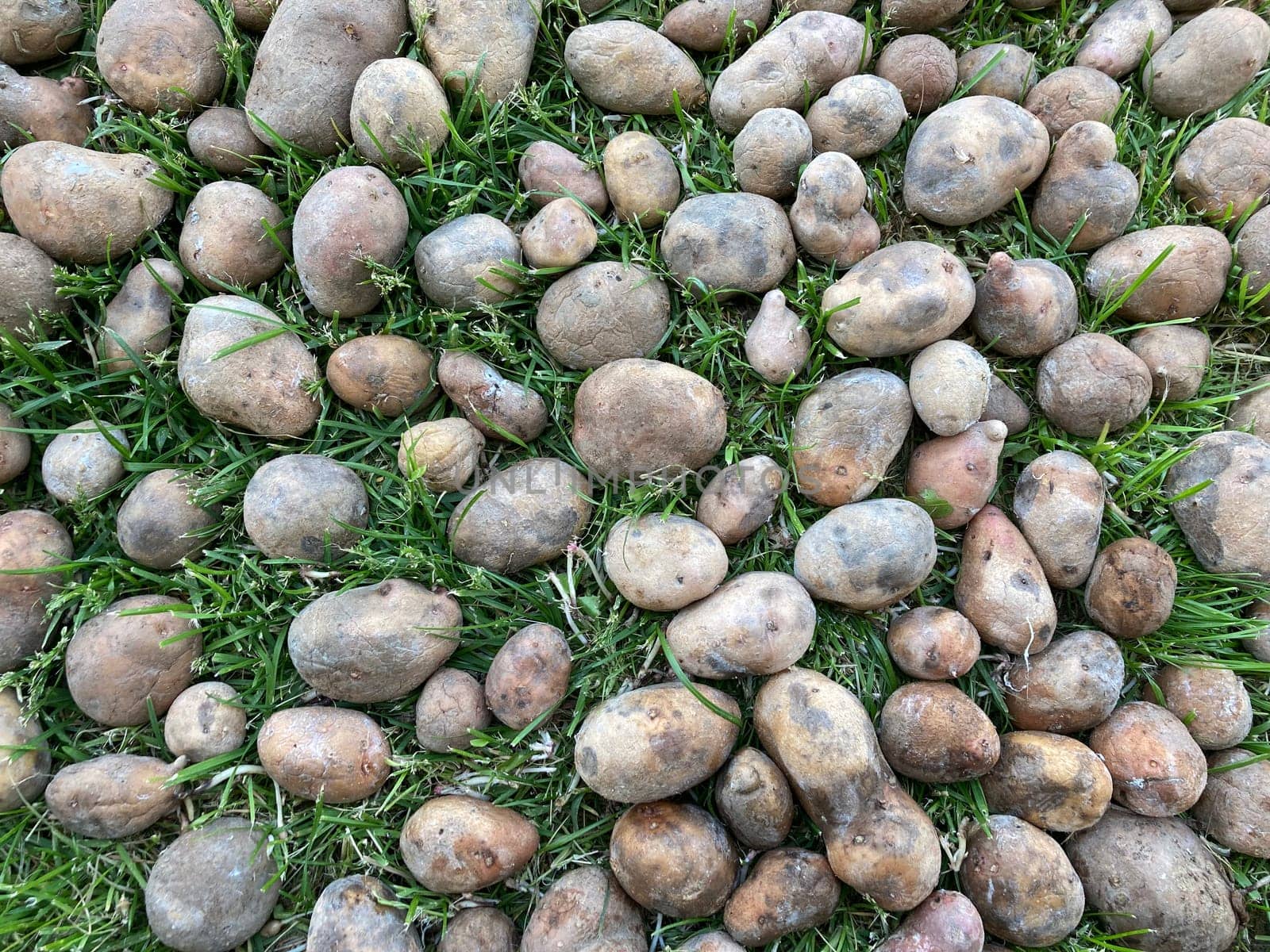 Old potatoes are drying on a the grass