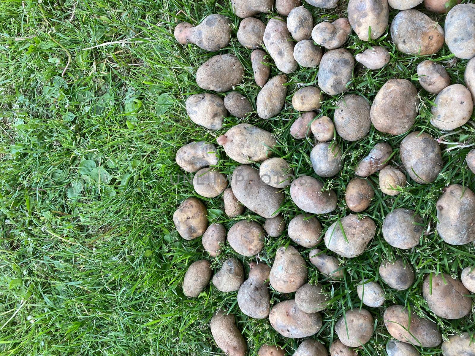 Old potatoes are drying on a the grass