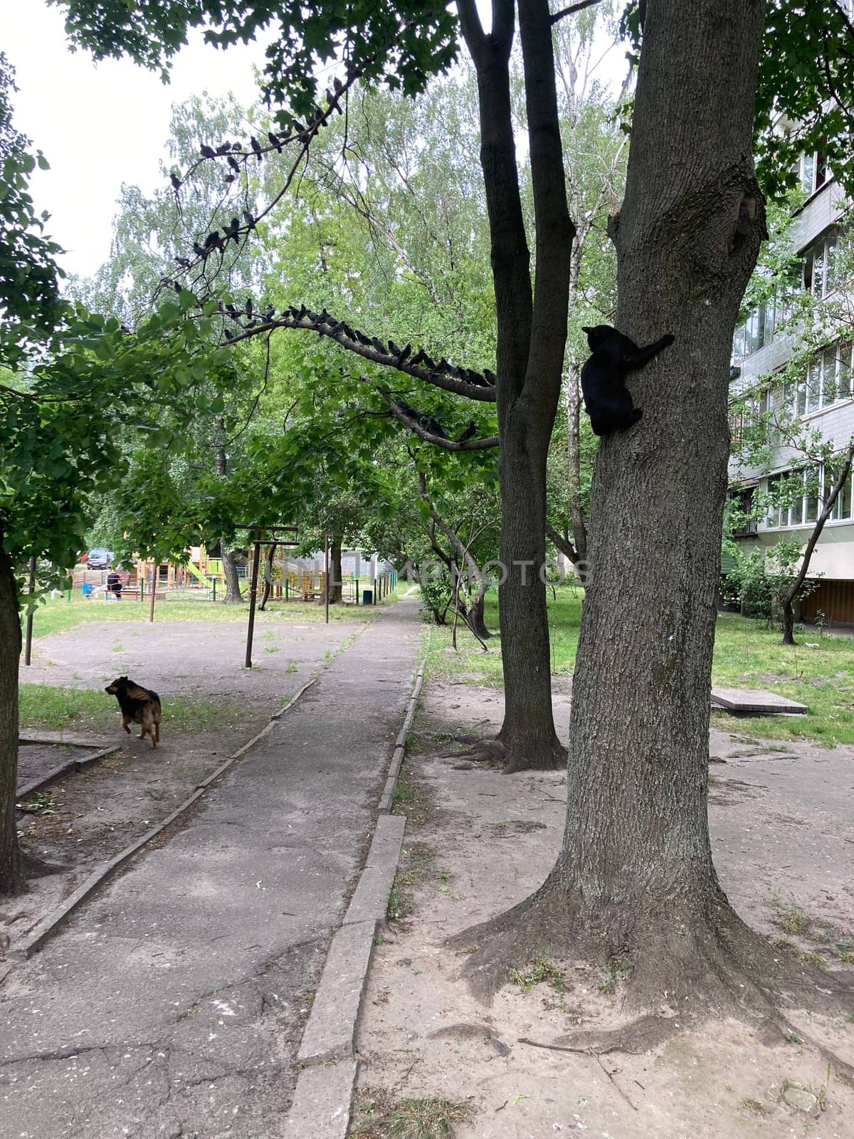 A cat escapes from a dog in a the tree