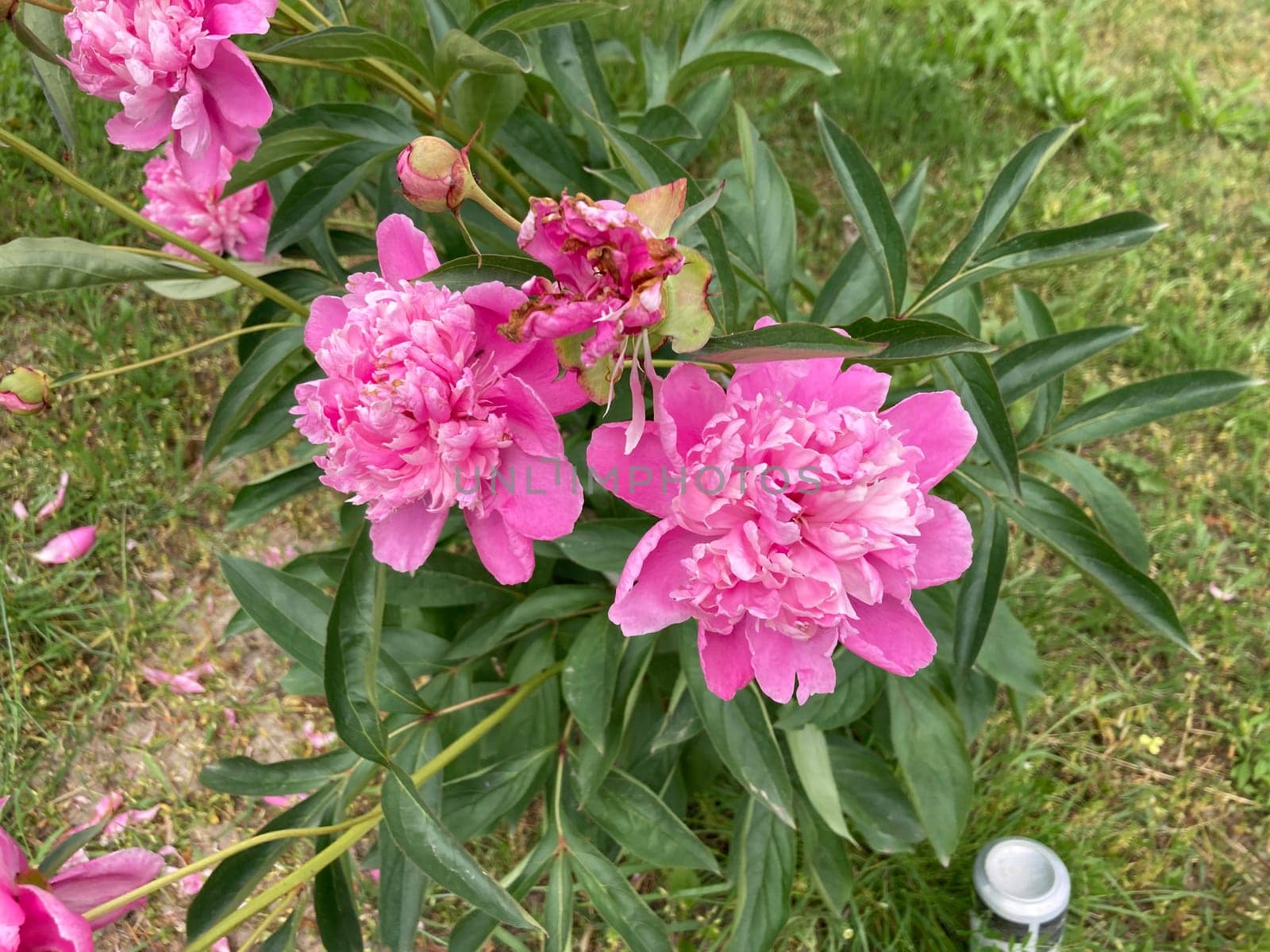 Summer flowers have bloomed in a the garden