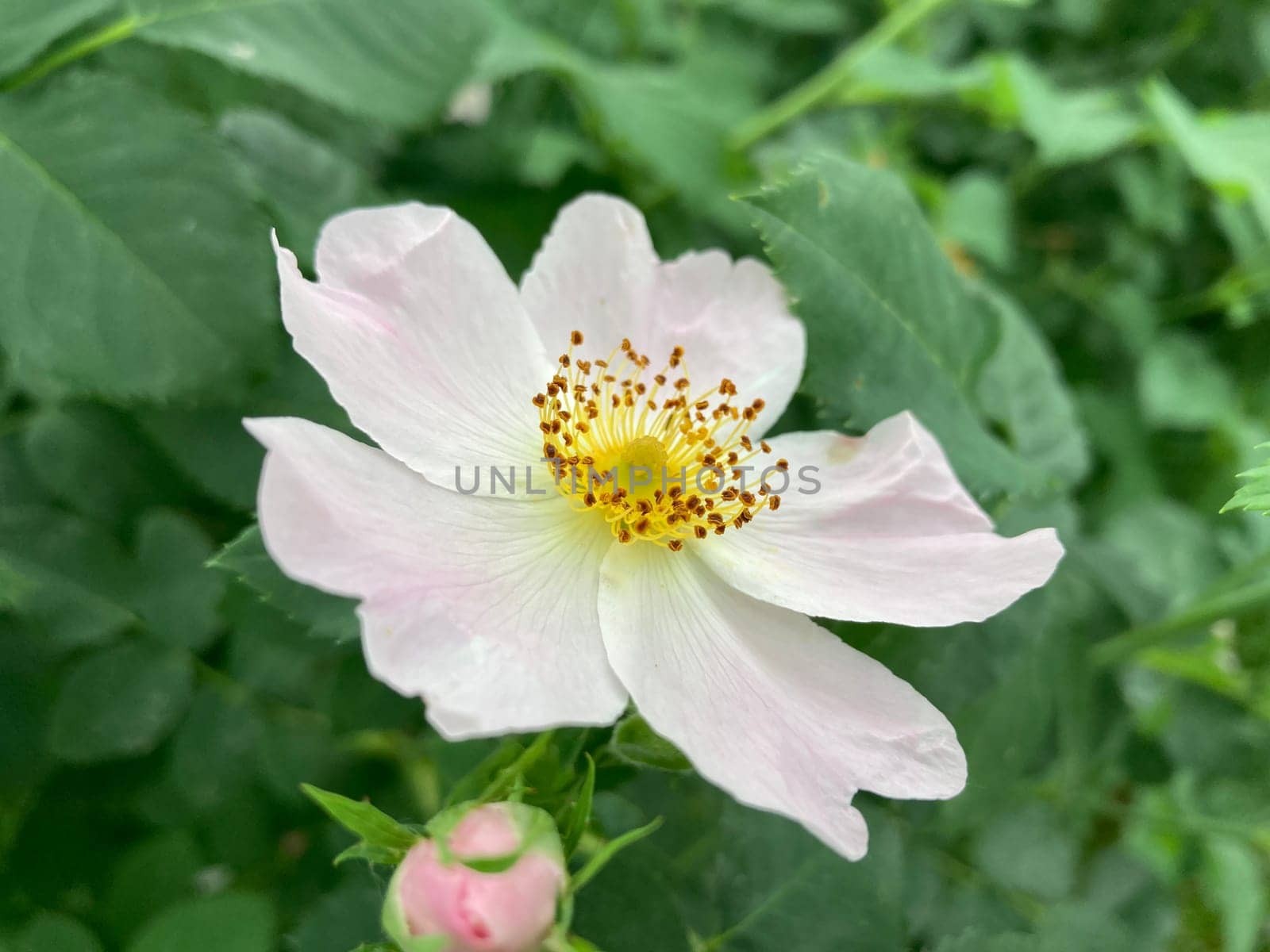 Summer flowers have bloomed in a the garden