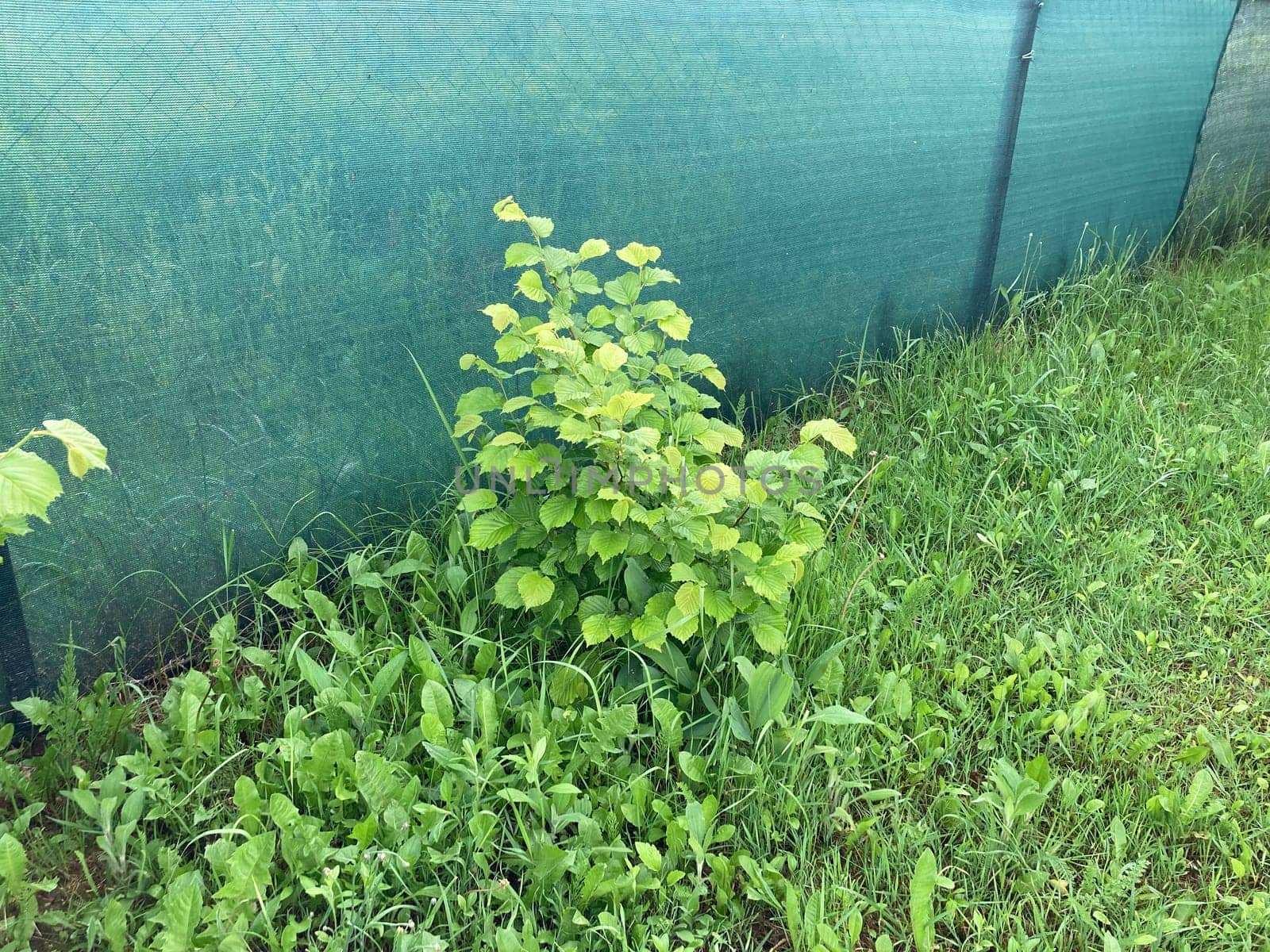 Green texture of grass and the plants