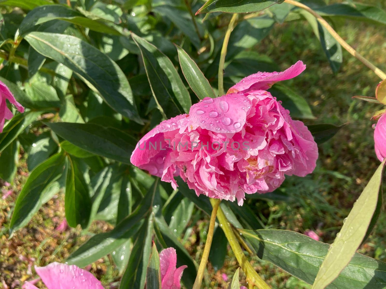 Summer flowers have bloomed in a the garden