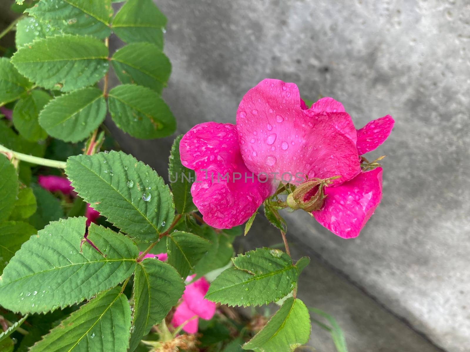 Summer flowers have bloomed in a the garden