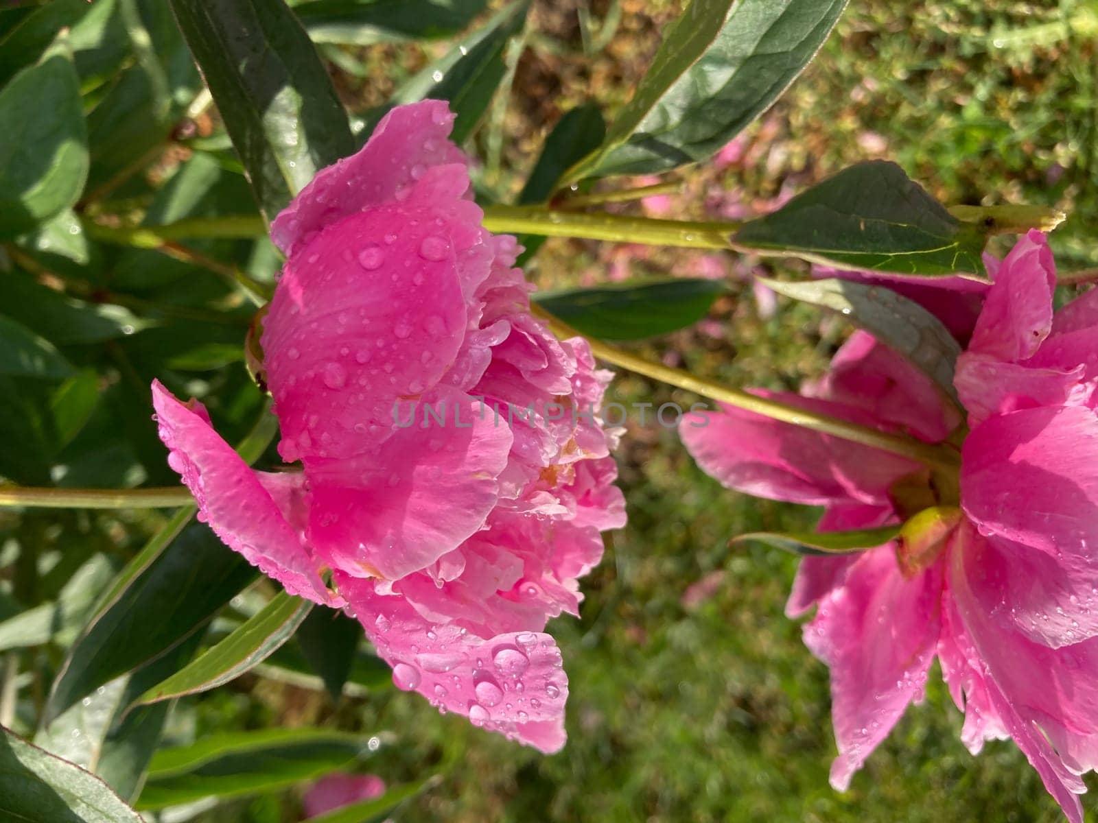 Summer flowers have bloomed in a the garden