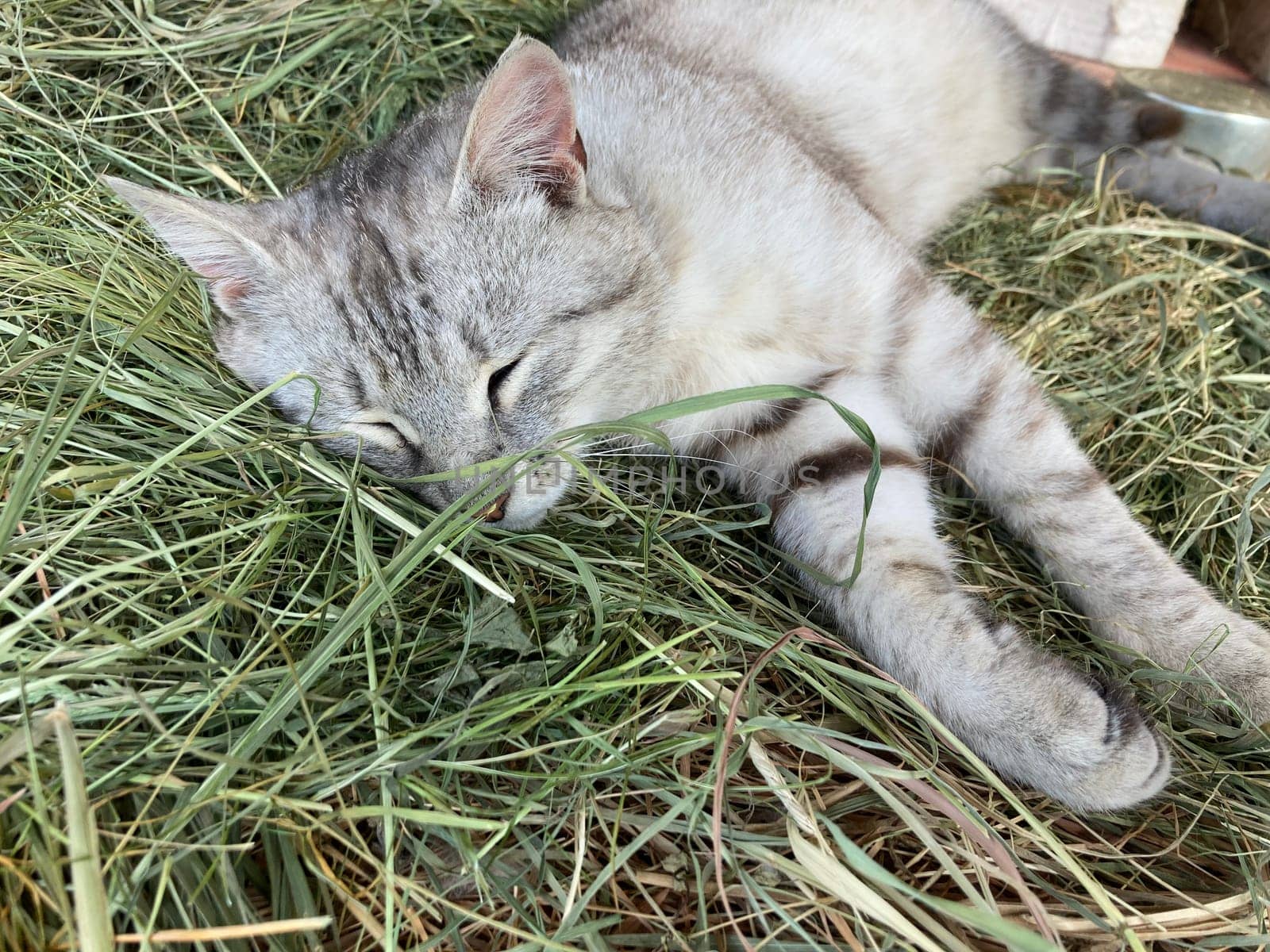 Young cats are resting in a the village