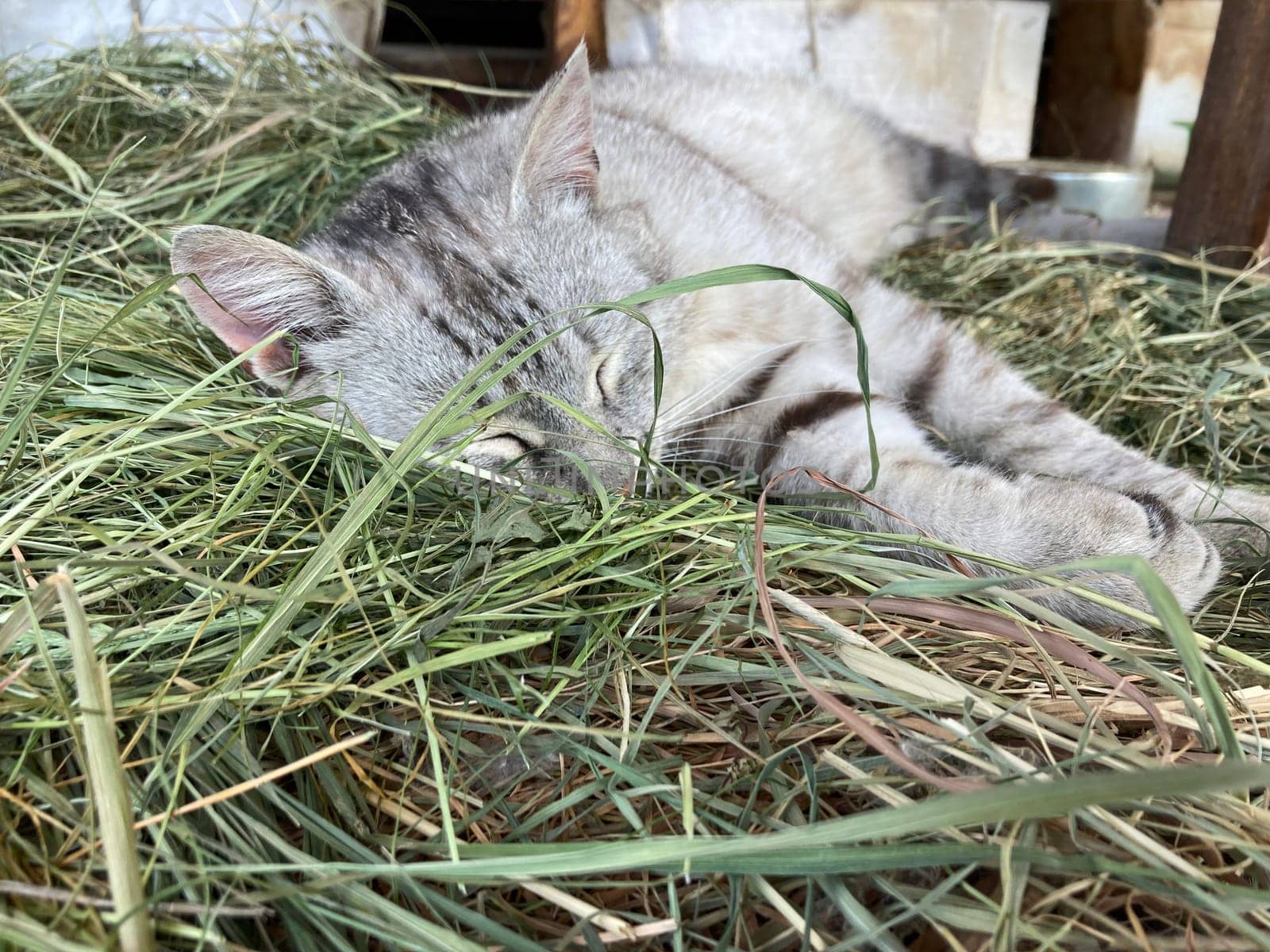 Young cats are resting in a the village