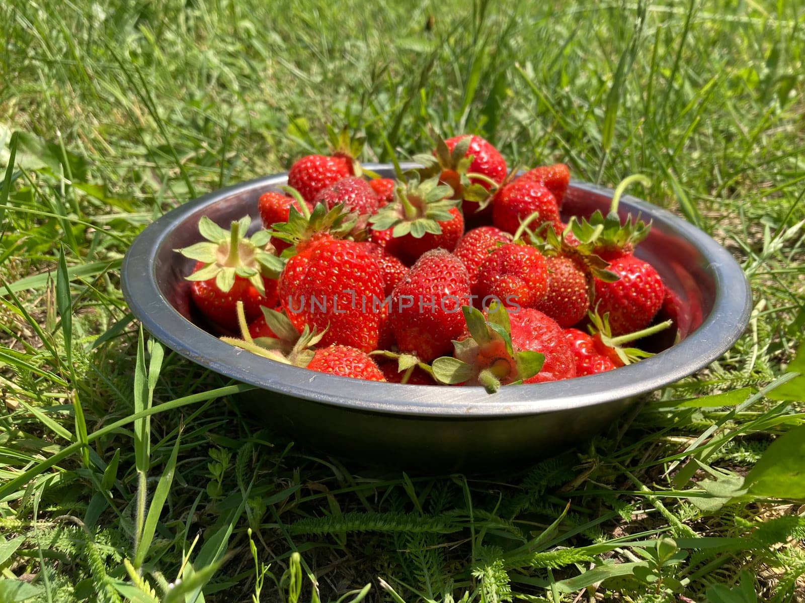 Young large strawberries grew in the village by architectphd