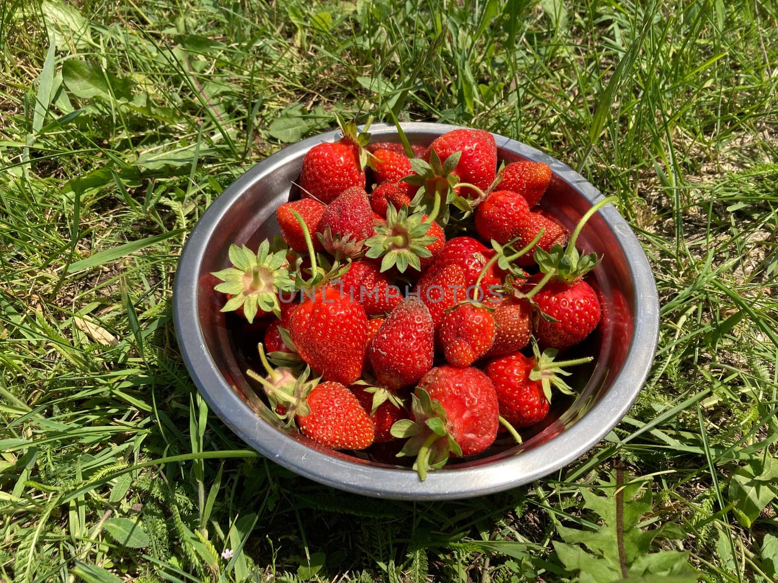 Young large strawberries grew in a the village