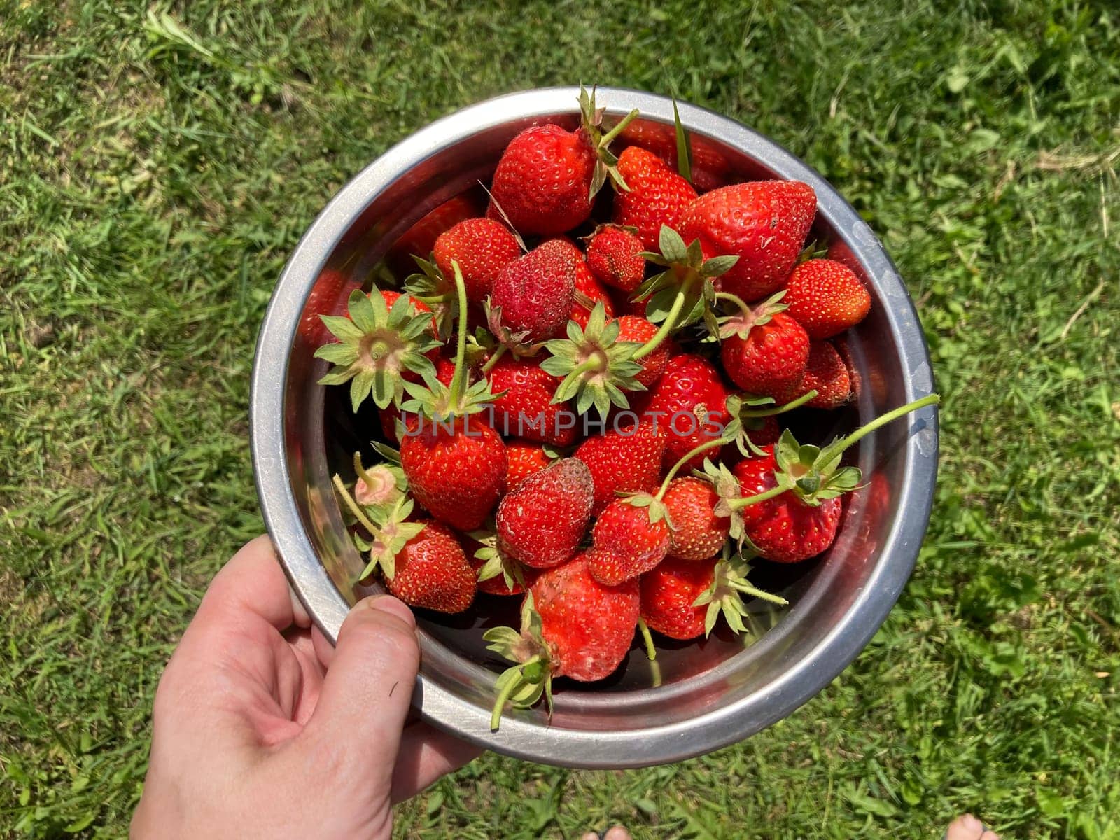 Young large strawberries grew in a the village