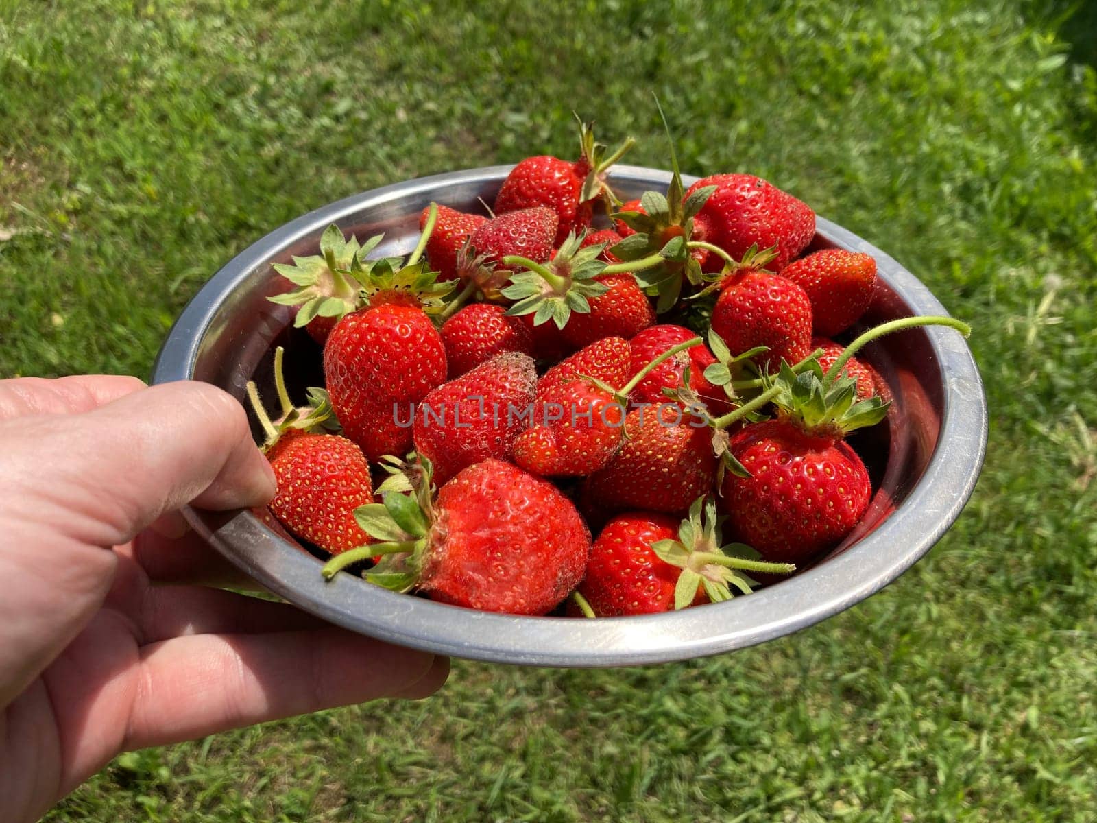 Young large strawberries grew in a the village