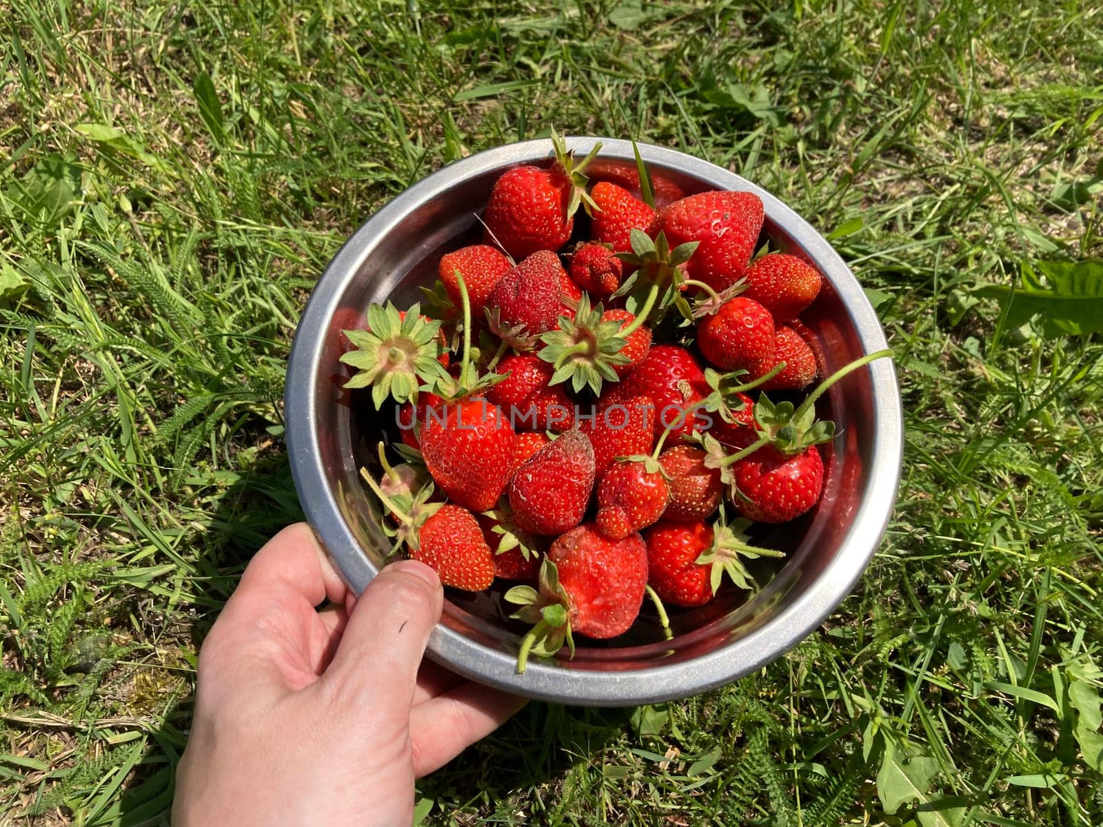 Young large strawberries grew in the village by architectphd