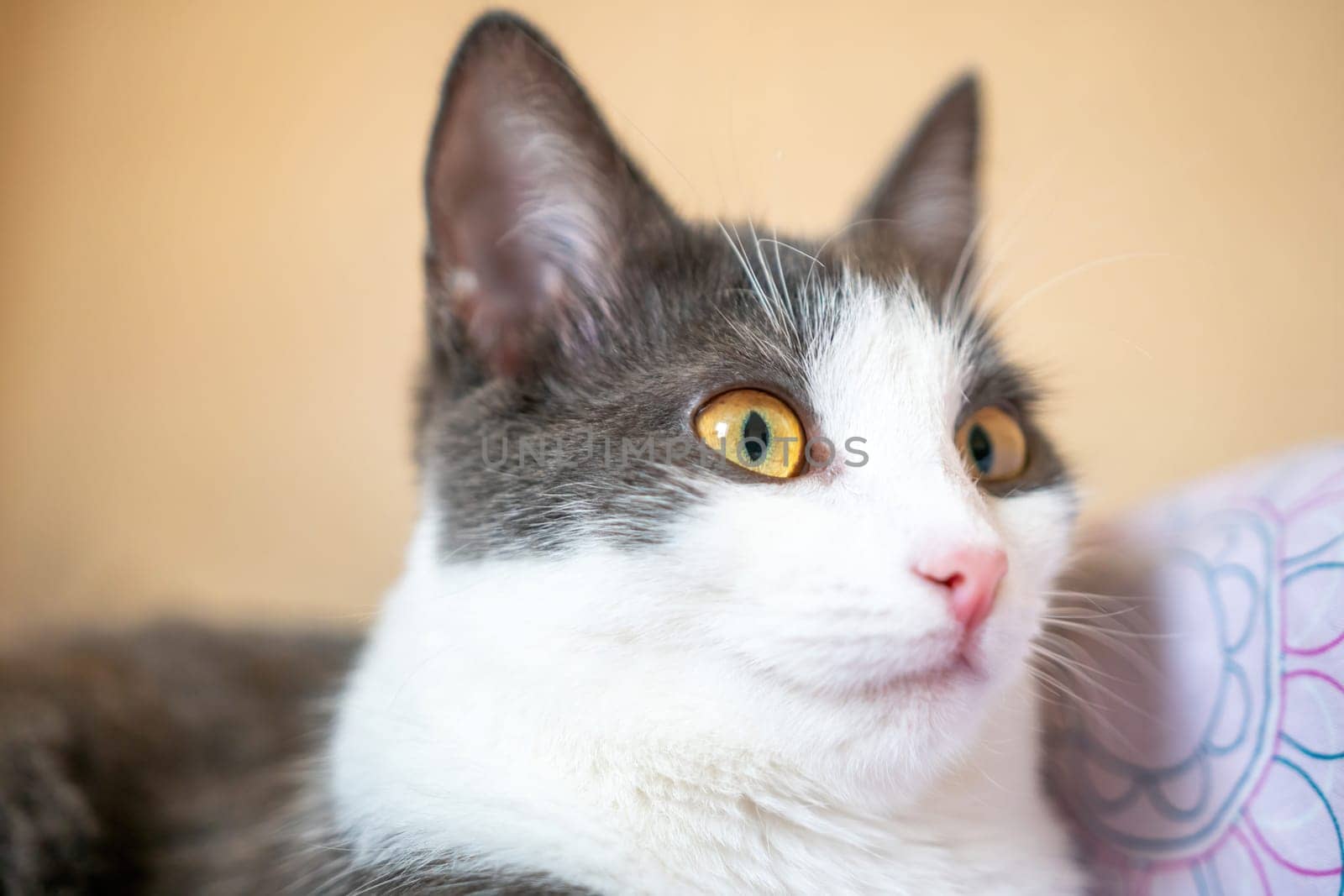 Funny cat is laying on a bed with a pink and white blanket. The cat is looking at the camera with a curious expression