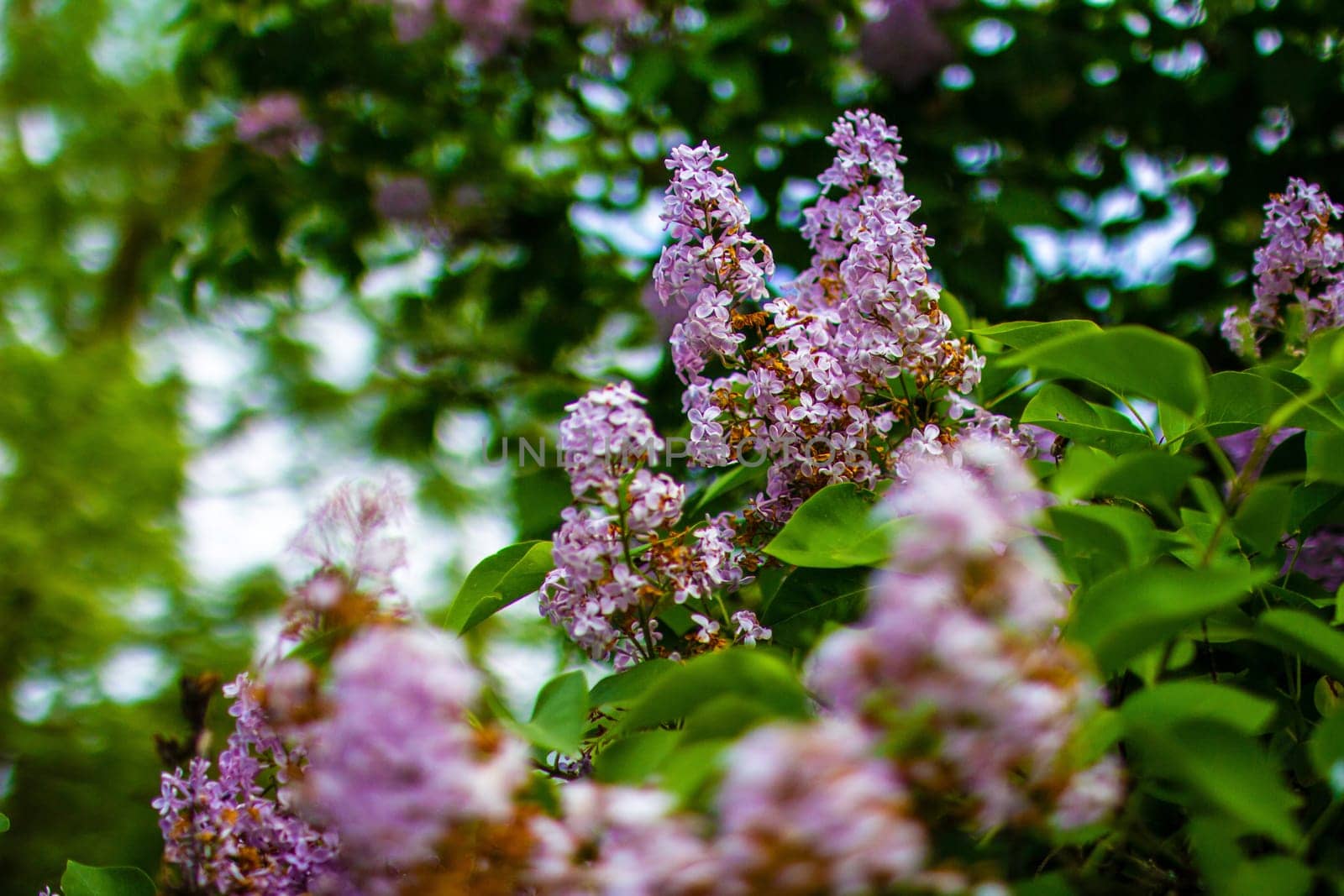 Large lilac bush in spring. Bright flowers of spring lilac bush. Spring lilac flowers close-up. Twig beautiful varietal blooming flower. Lilac with green beetles and a bee . High quality photo