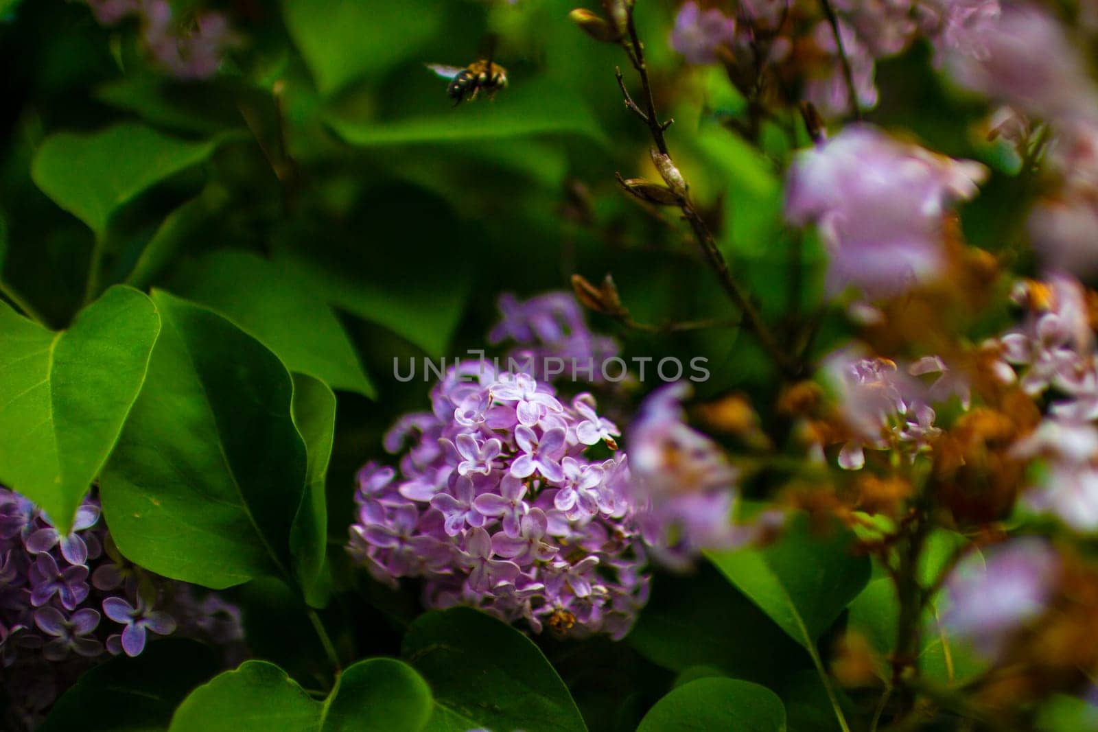 Large lilac bush in spring. Bright flowers of spring lilac bush. Spring lilac flowers close-up. Twig beautiful varietal blooming flower. Lilac with green beetles and a bee . High quality photo