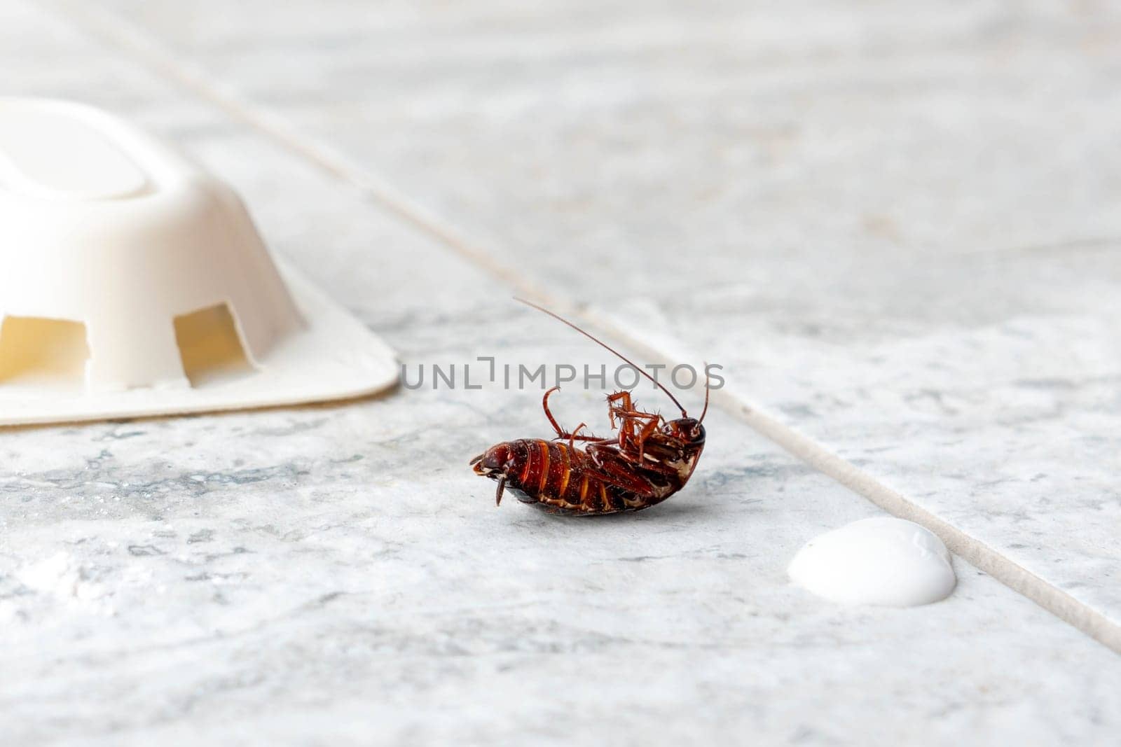 Dead cockroach upside down on tile floor. Pest control concept