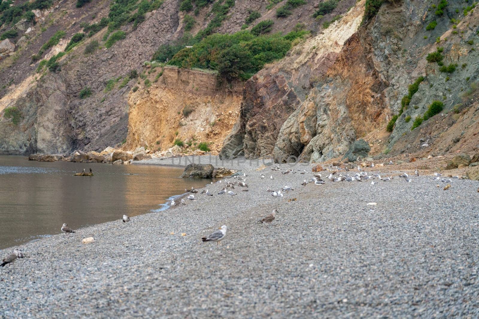 A rocky shoreline with a beach and a cliff. There are many seagulls on the beach