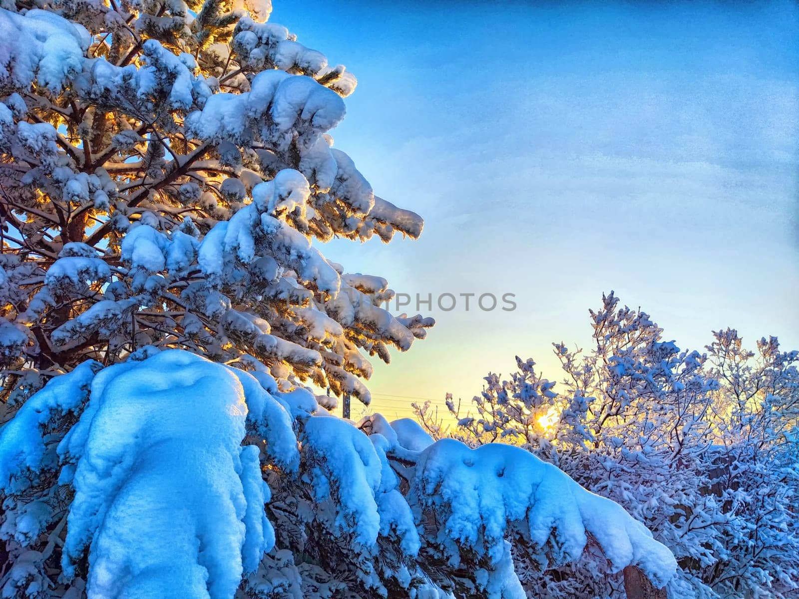 Winter Wonderland at Dusk With Snow-Covered Trees forest and blue sky with white clouds. Cold winter forest