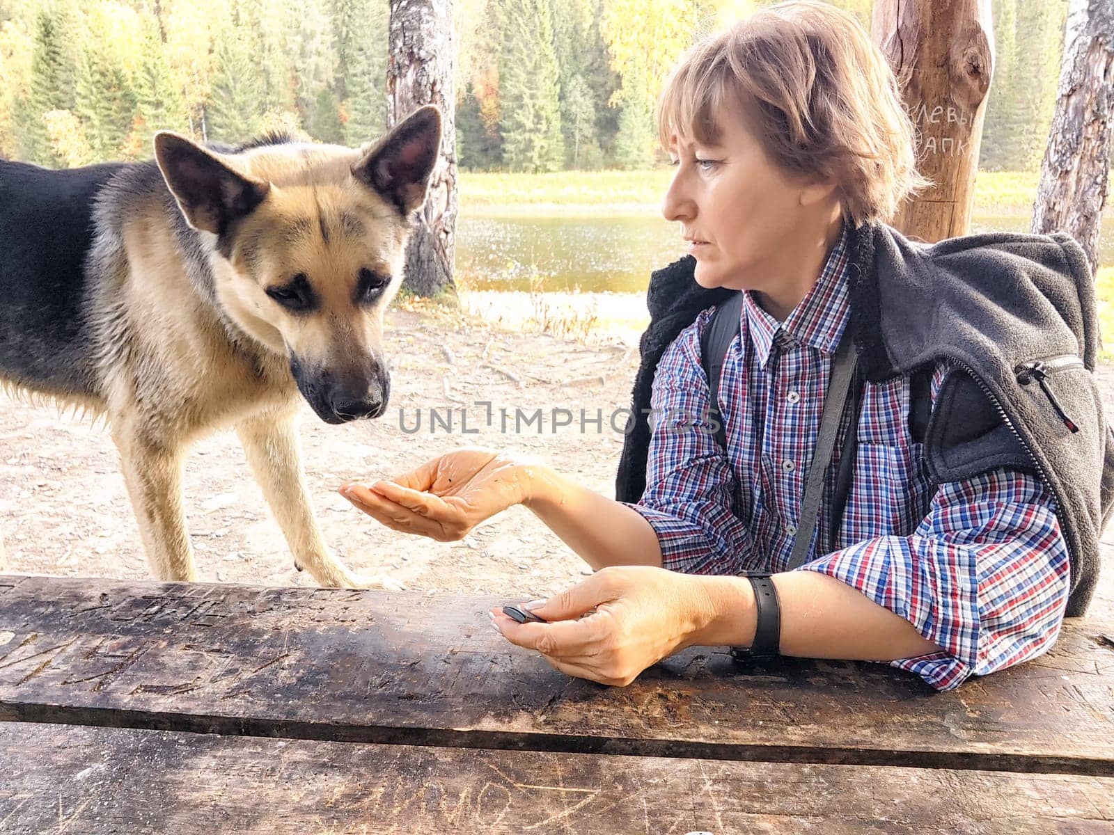 Girl treats a German Shepherd dog at a wooden table in nature. Mature middle aged woman with a pet