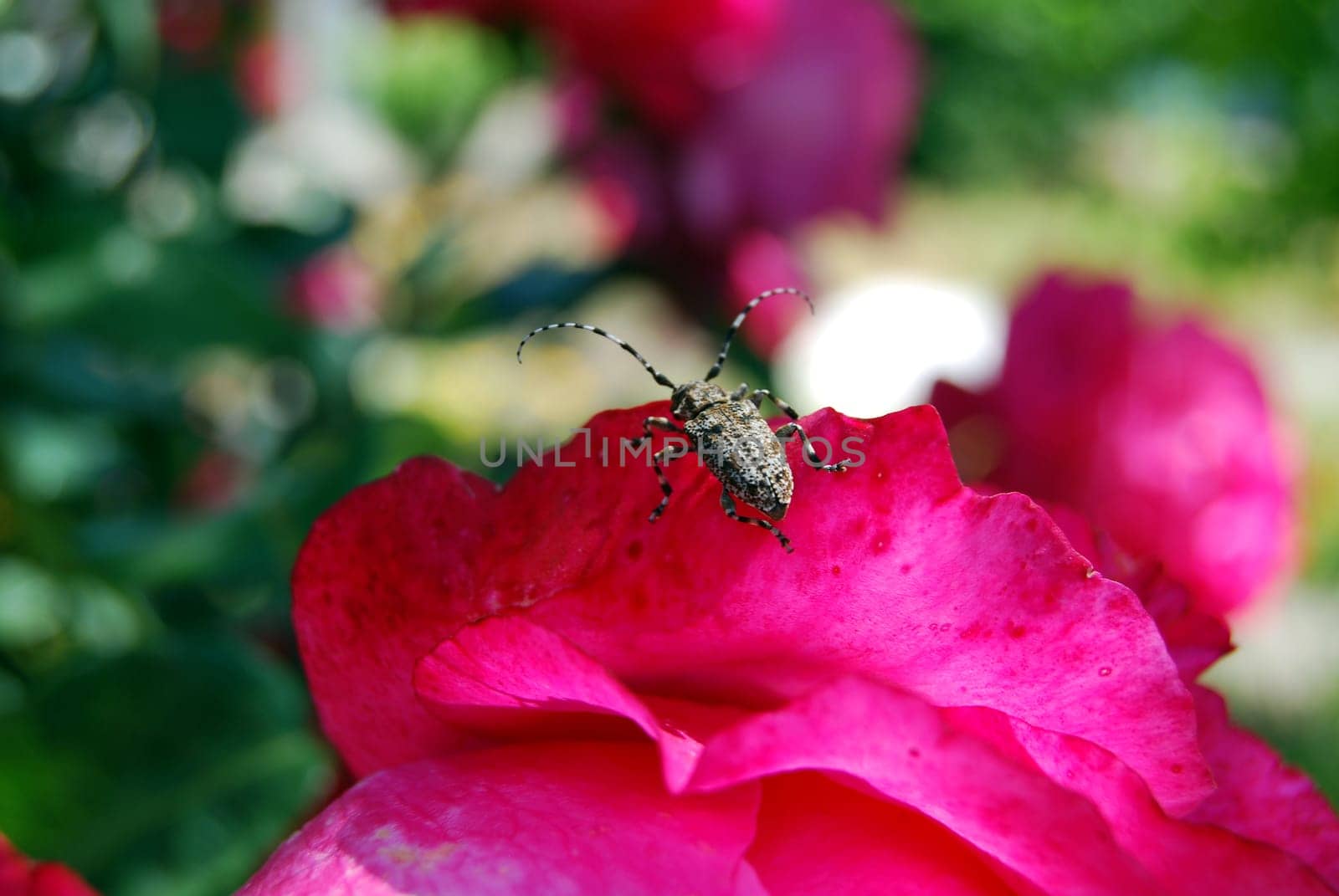 Blooming red rose with a large bud.