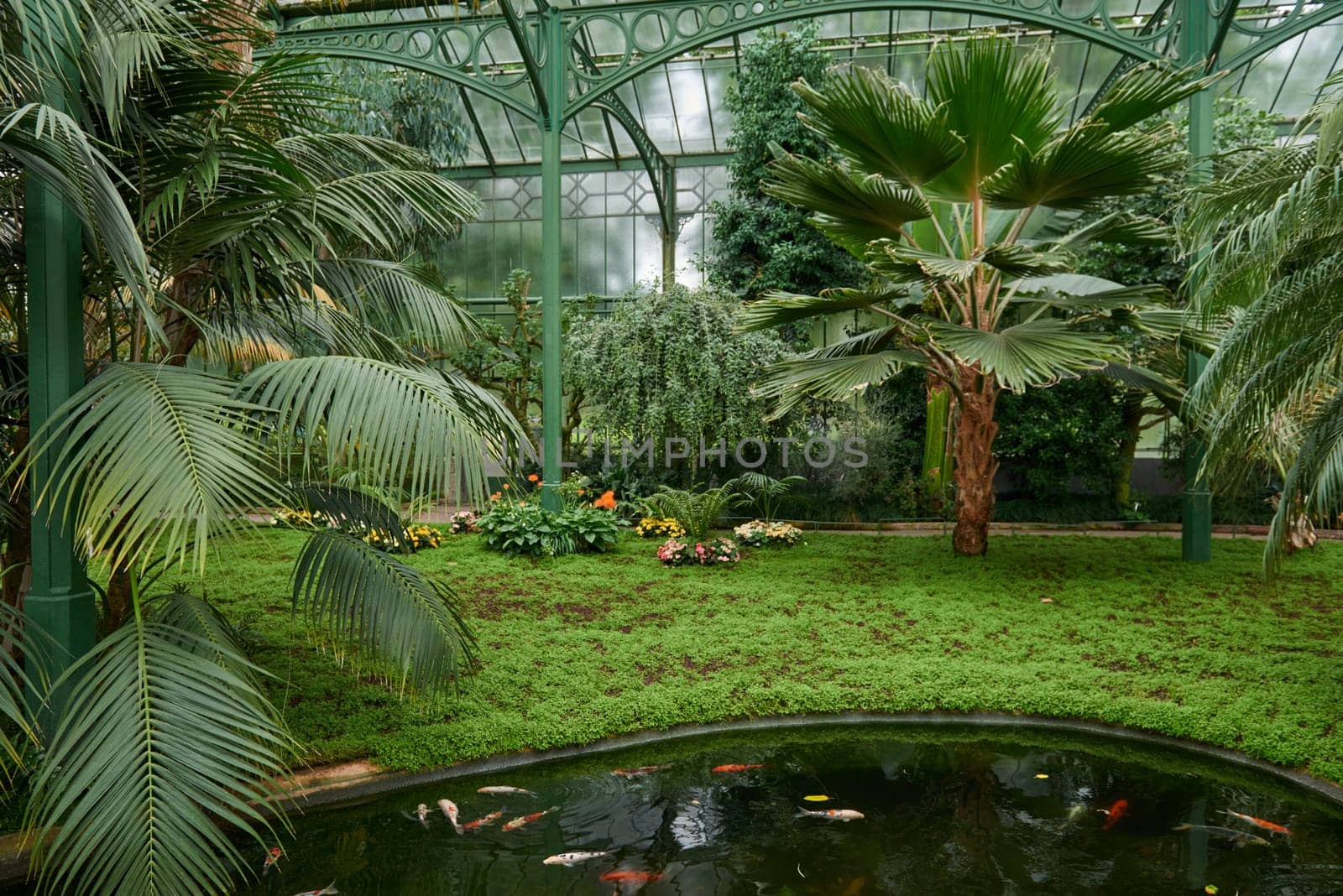 Majestic Japanese Koi Fish Swimming in Pond at Greenhouse. Japanese Carp Gracefully Gliding in Greenhouse Pond. Tranquil Japanese Koi Fish Pond in Greenhouse Oasis. Exotic Japanese Koi Fish in Ornamental Greenhouse Pond. Vibrant Japanese Koi Fish Swimming in Greenhouse Pond