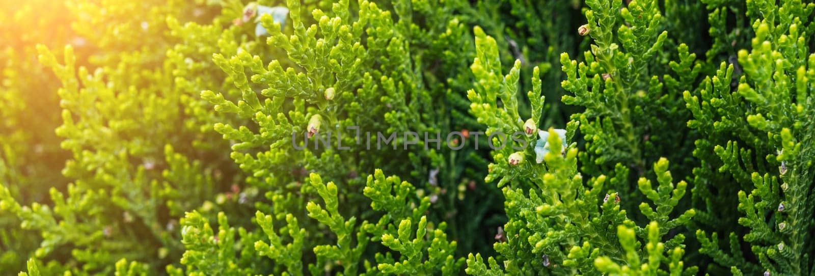 green branches of thuja in close-up on a sunny day in summer